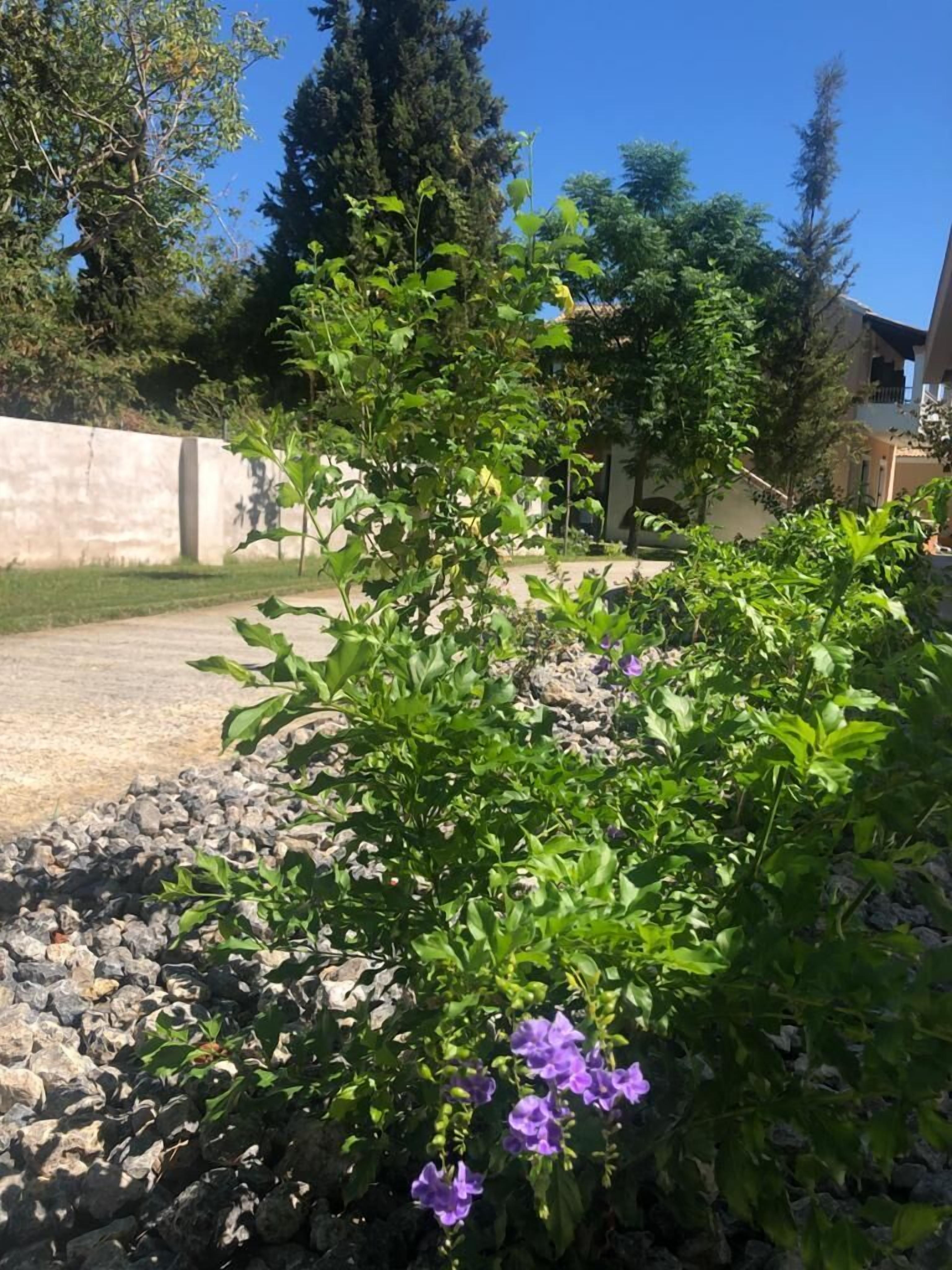 A garden with a variety of plants and a gravel path.