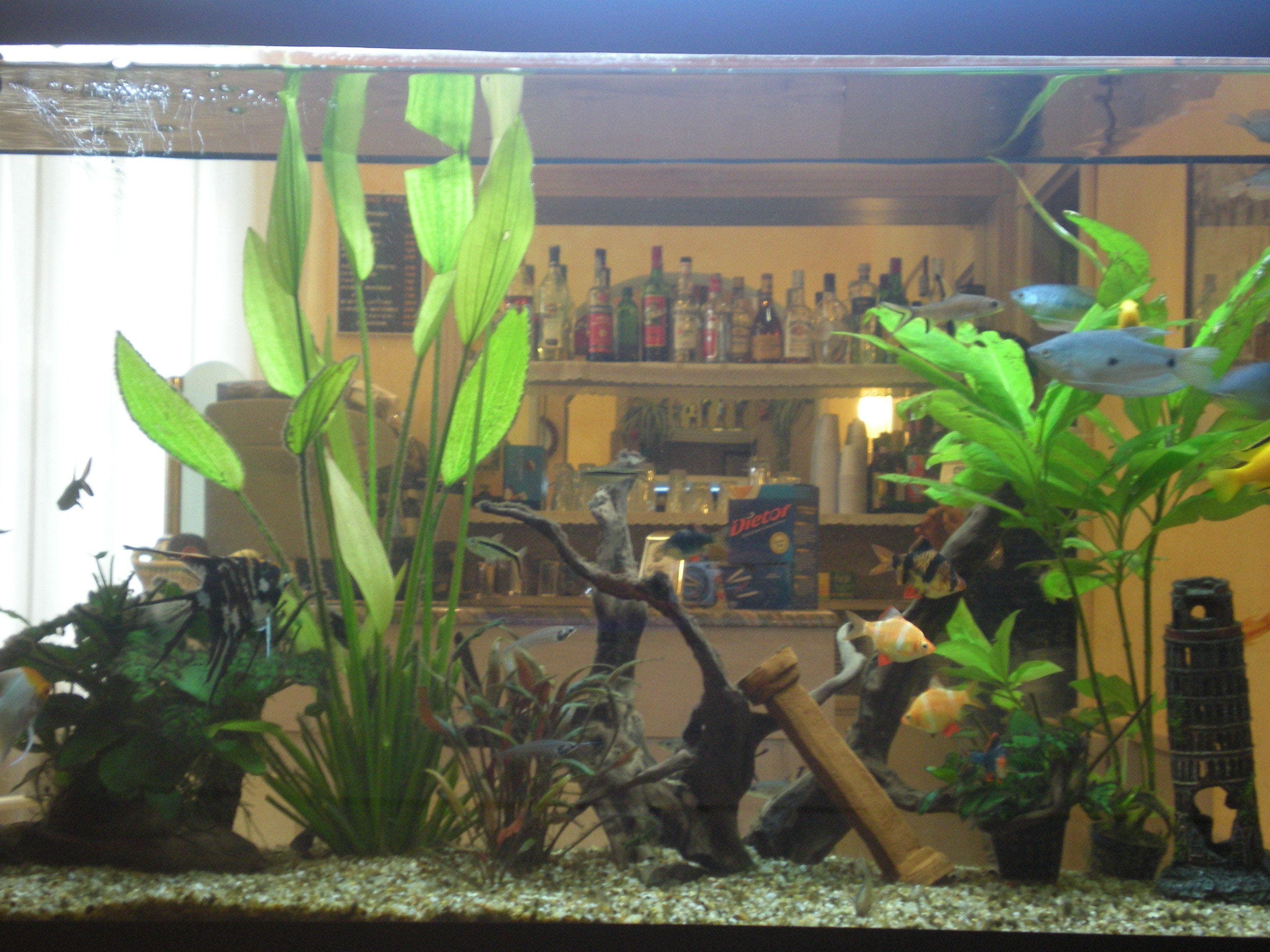 Photo - Hotel Villa Primavera