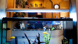Una habitación con un acuario grande, un reloj y cuadros en la pared.