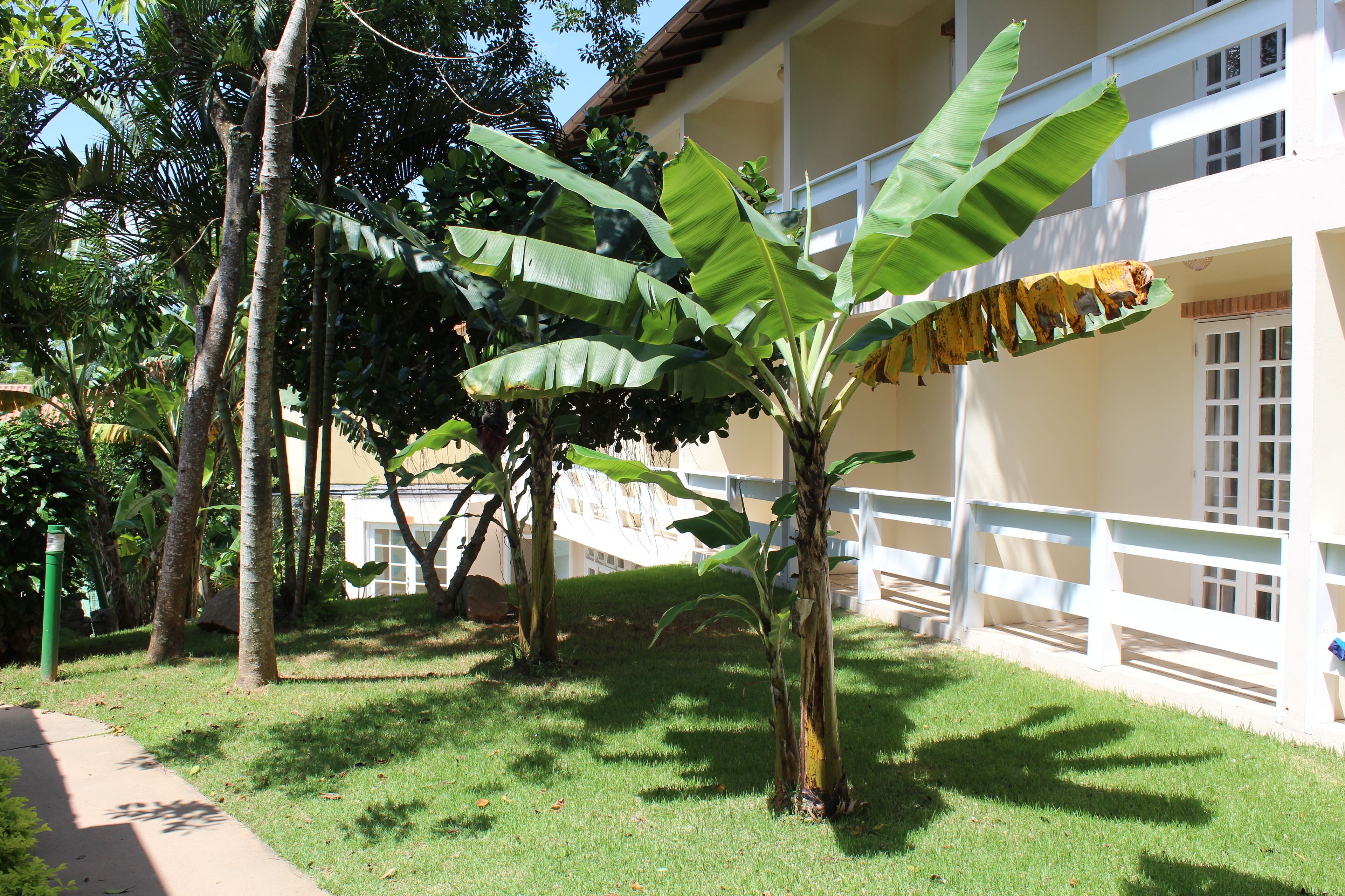A building with a white exterior, a balcony, and a well-maintained lawn with banana trees.