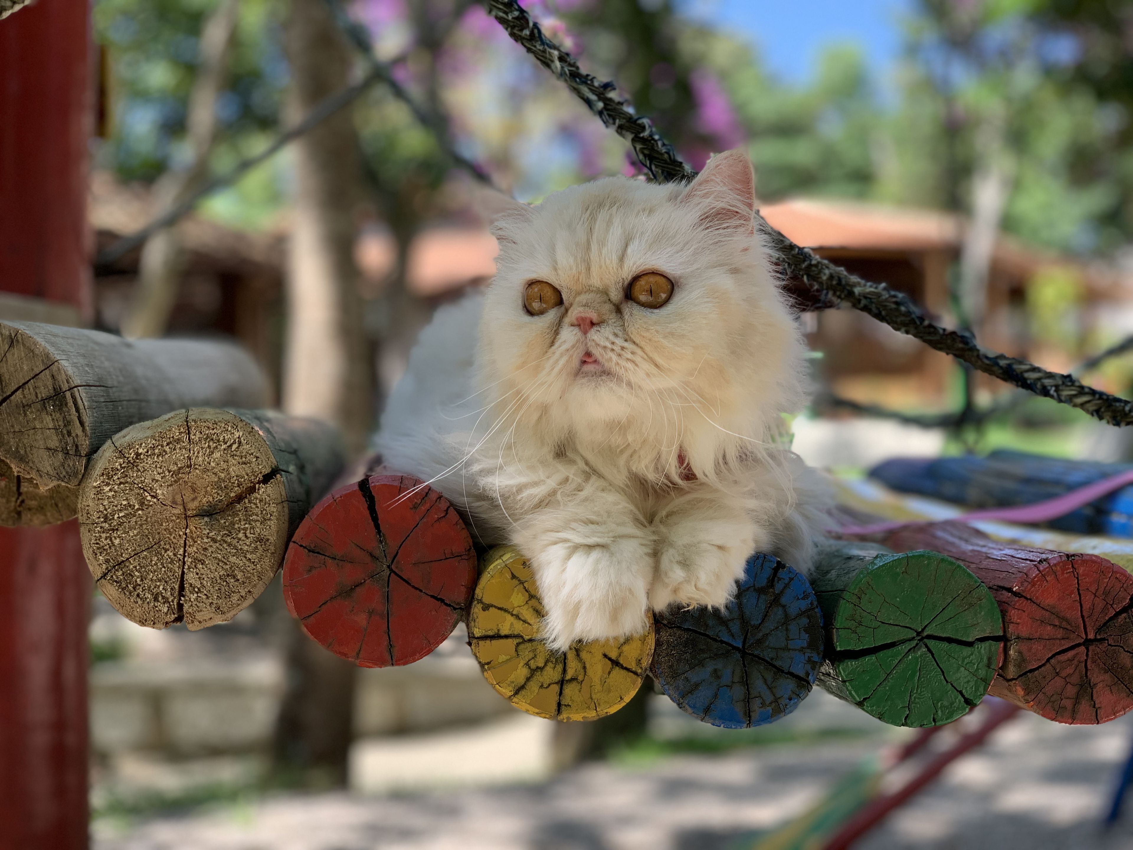 Un gato blanco de ojos amarillos sentado en un columpio de cuerda colorida.