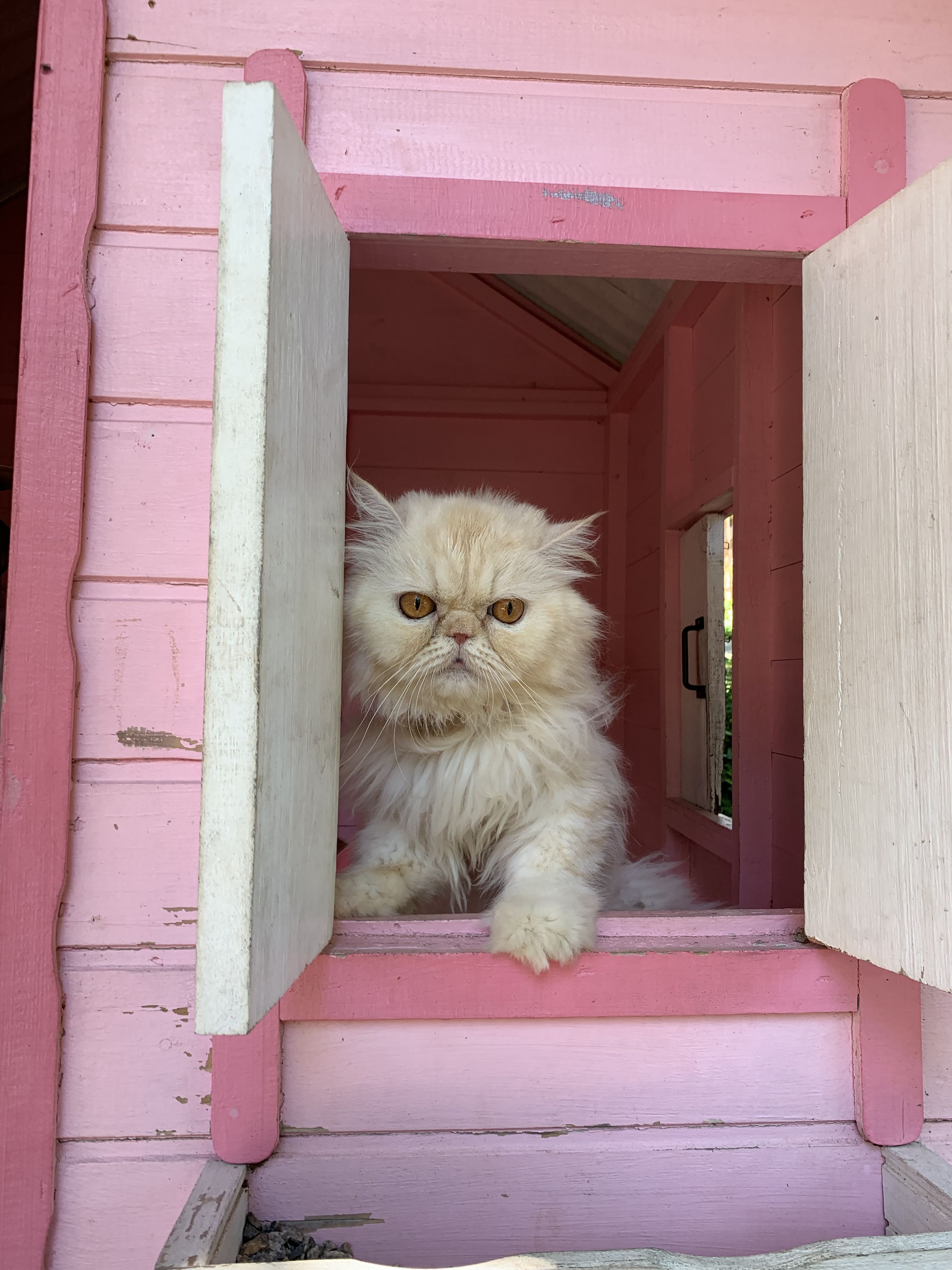 A fluffy cat peeking out from a pink wooden structure with a door.