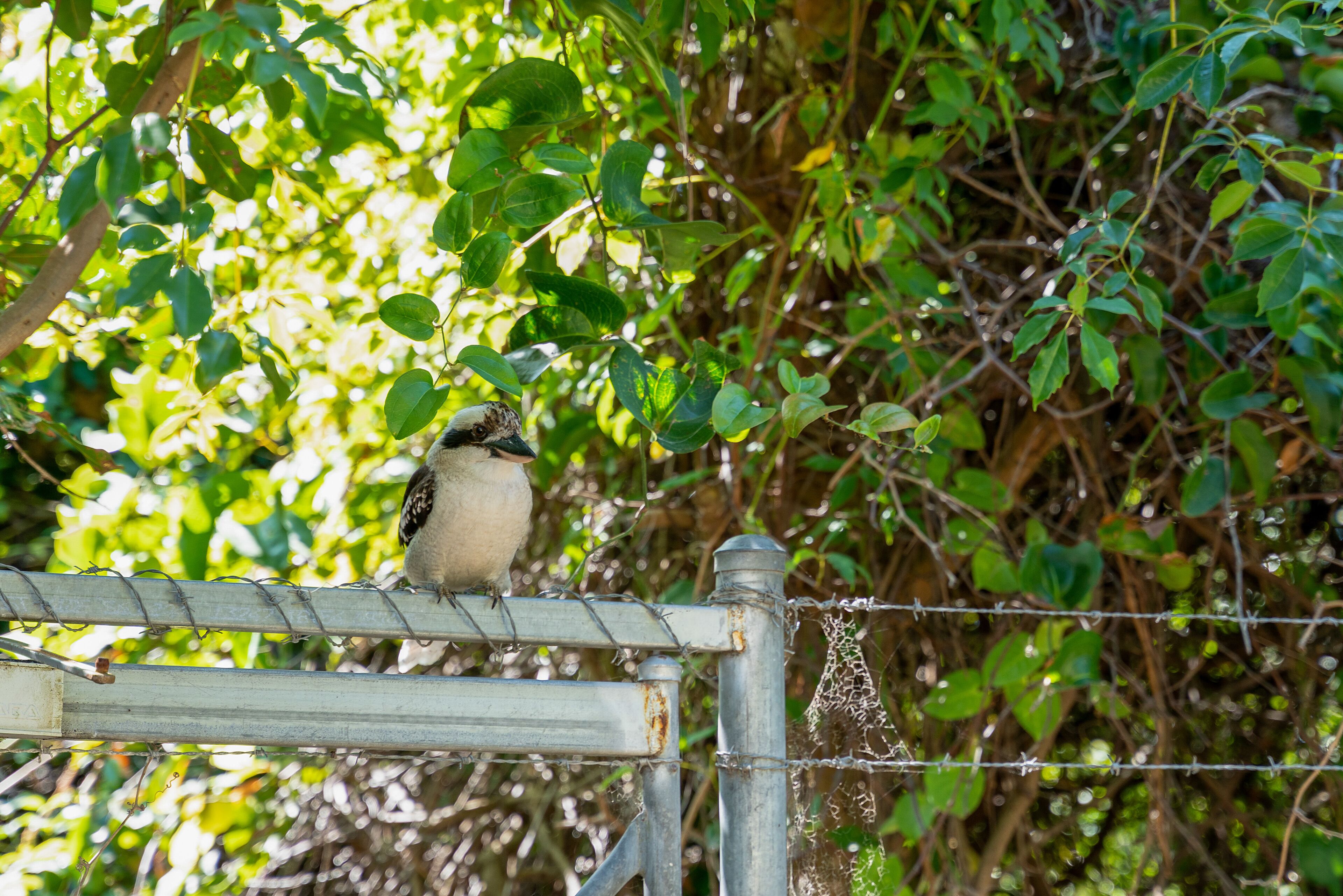 A bird perched on a metal fence with greenery in the background.