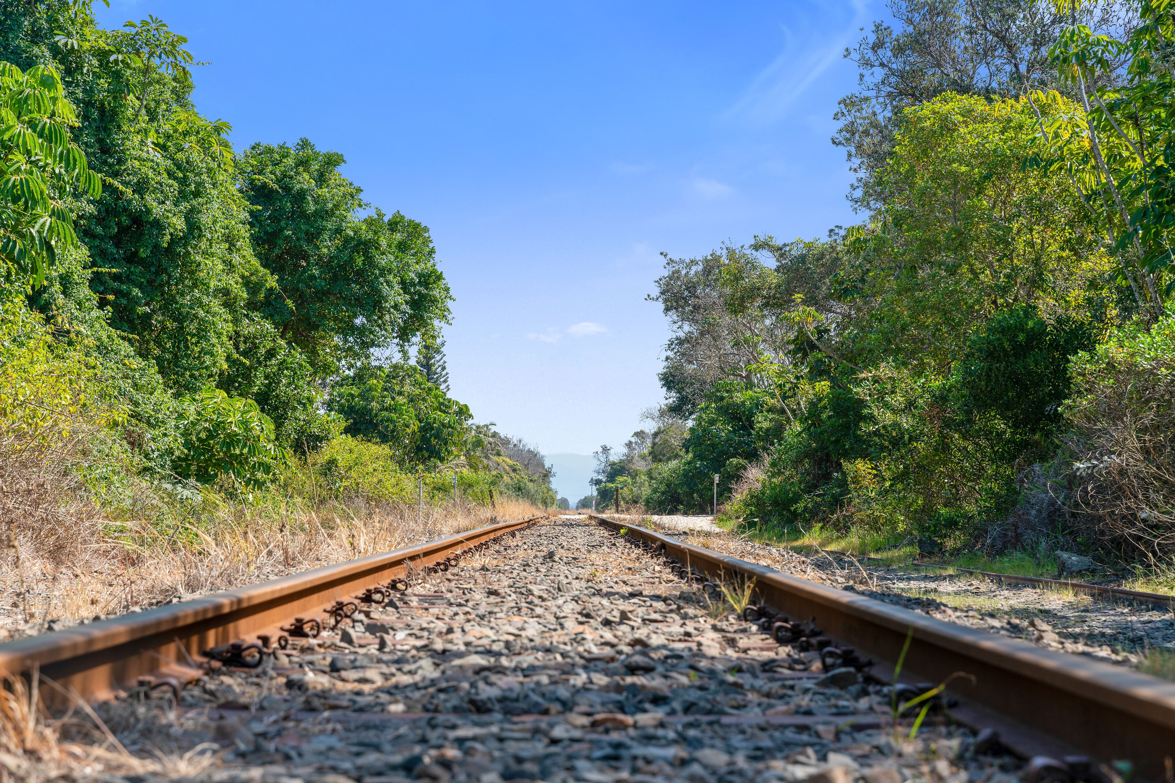 A railway track with dense greenery on both sides.