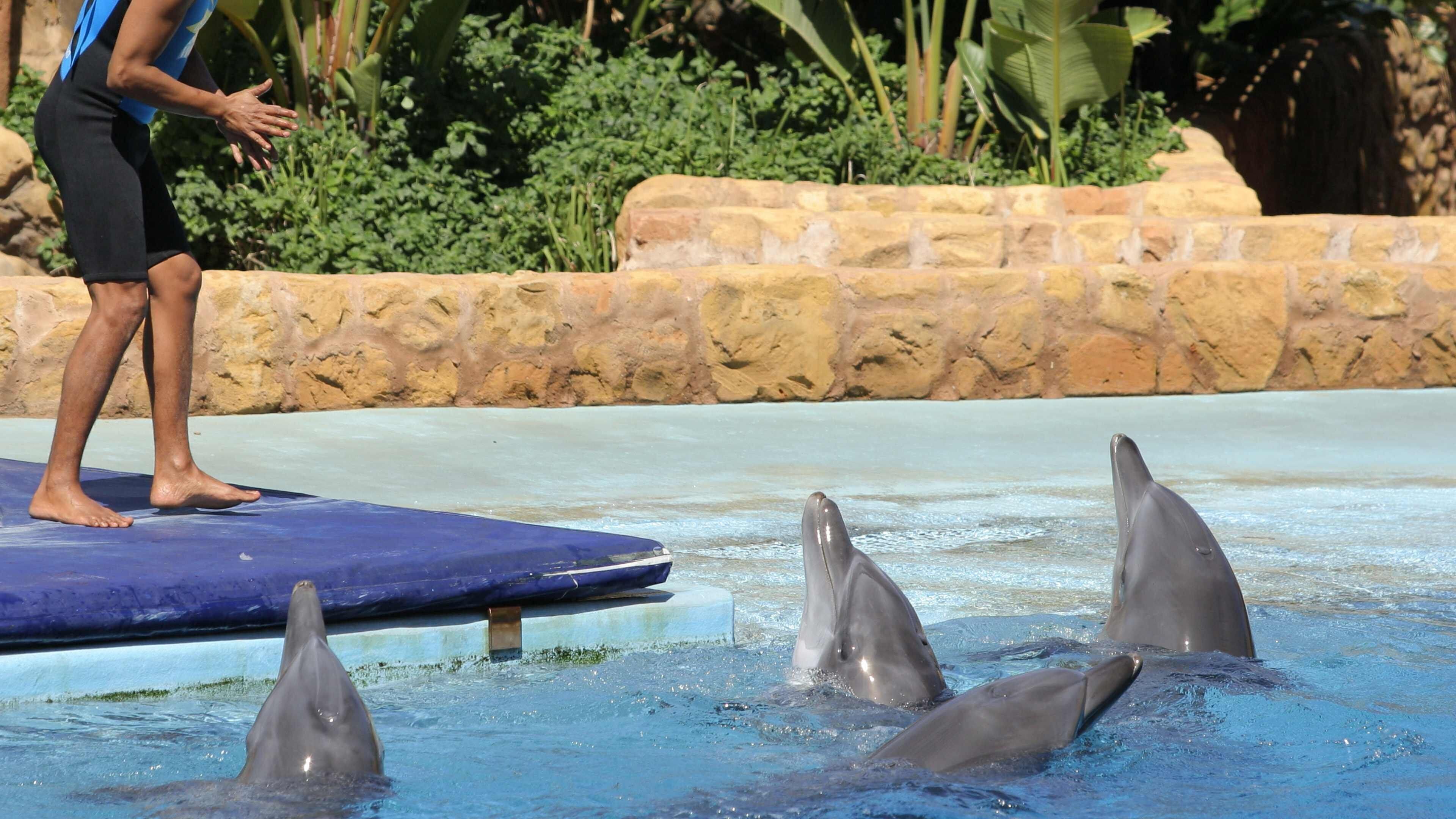 A person standing on a platform with dolphins in a pool.