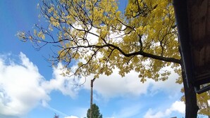 A rustic outdoor seating area with metal chairs and tables, surrounded by a metal fence and a tree with yellow leaves. - Willa Orla (Zakopane)