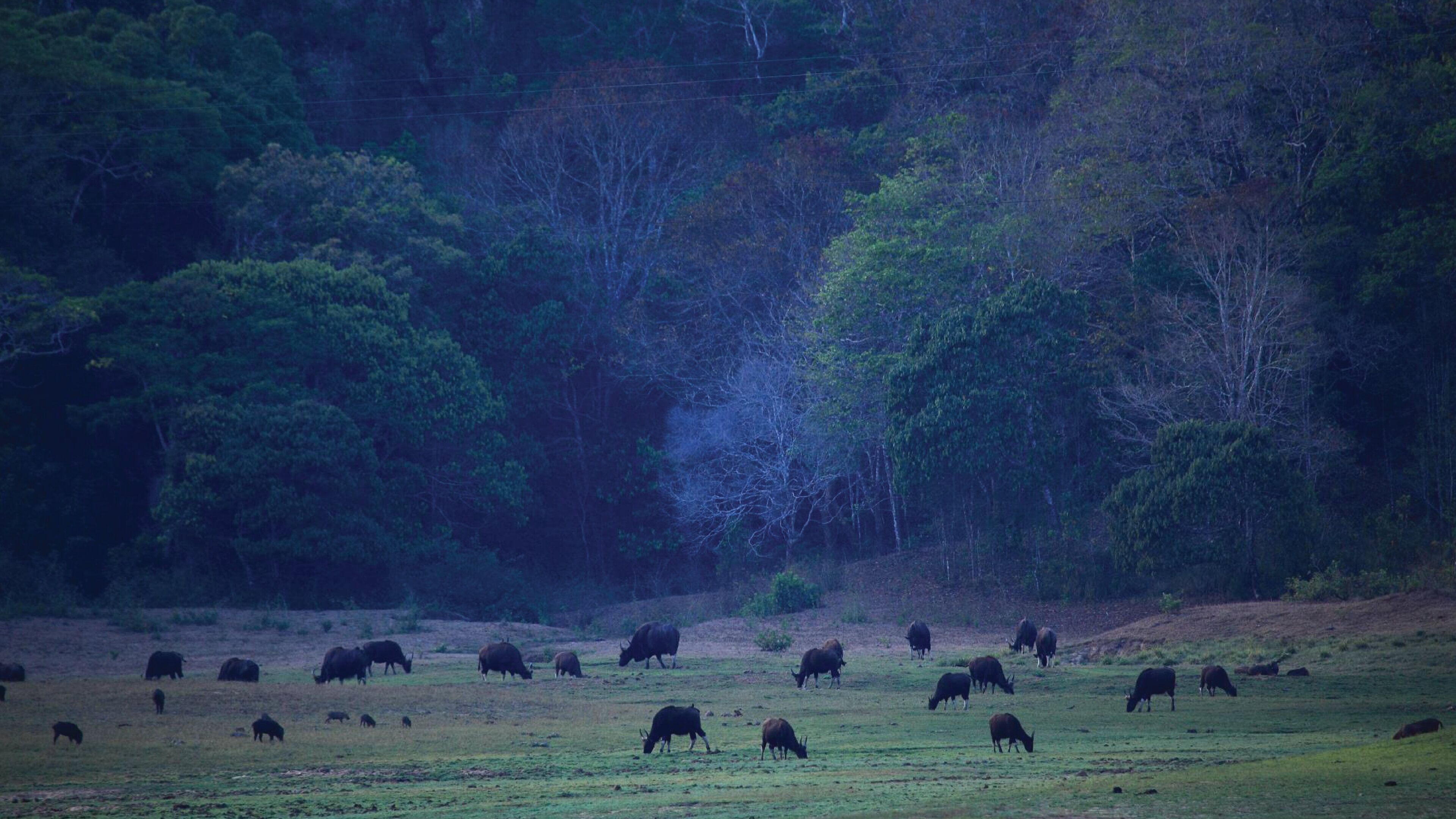 Un campo con ganado pastando, rodeado de un denso bosque.