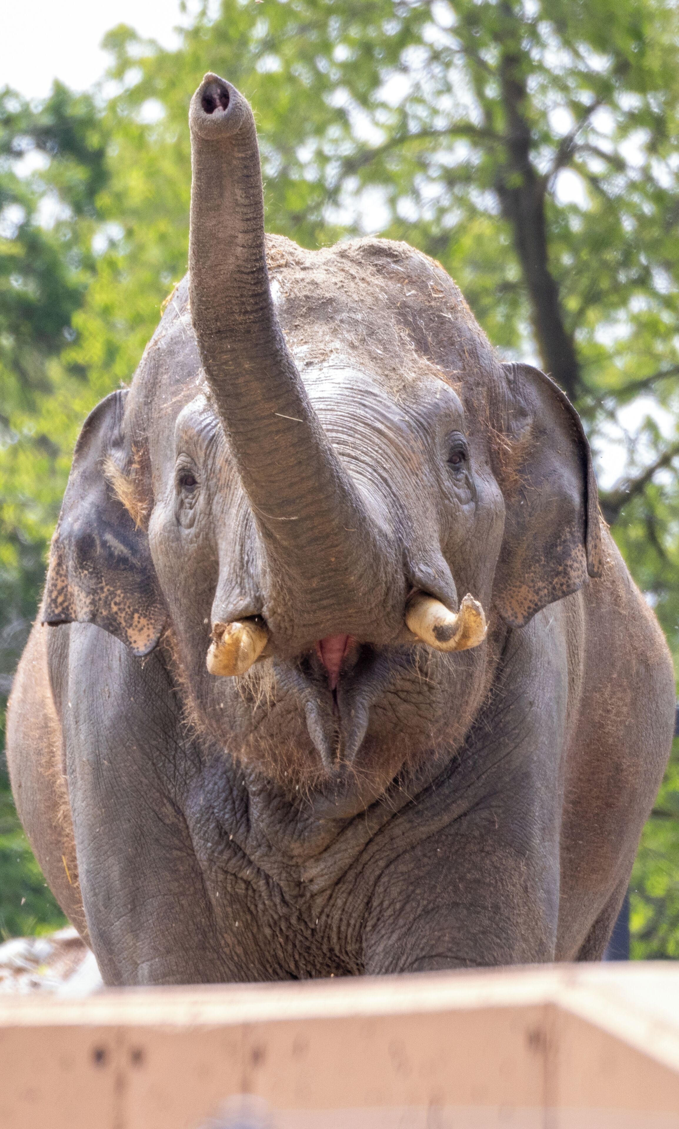 An elephant with tusks and a trunk, surrounded by trees.
