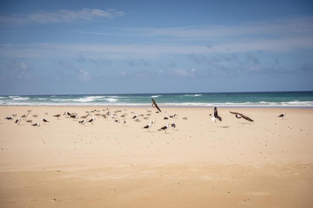 Une plage avec des oiseaux et l’océan en arrière-plan.