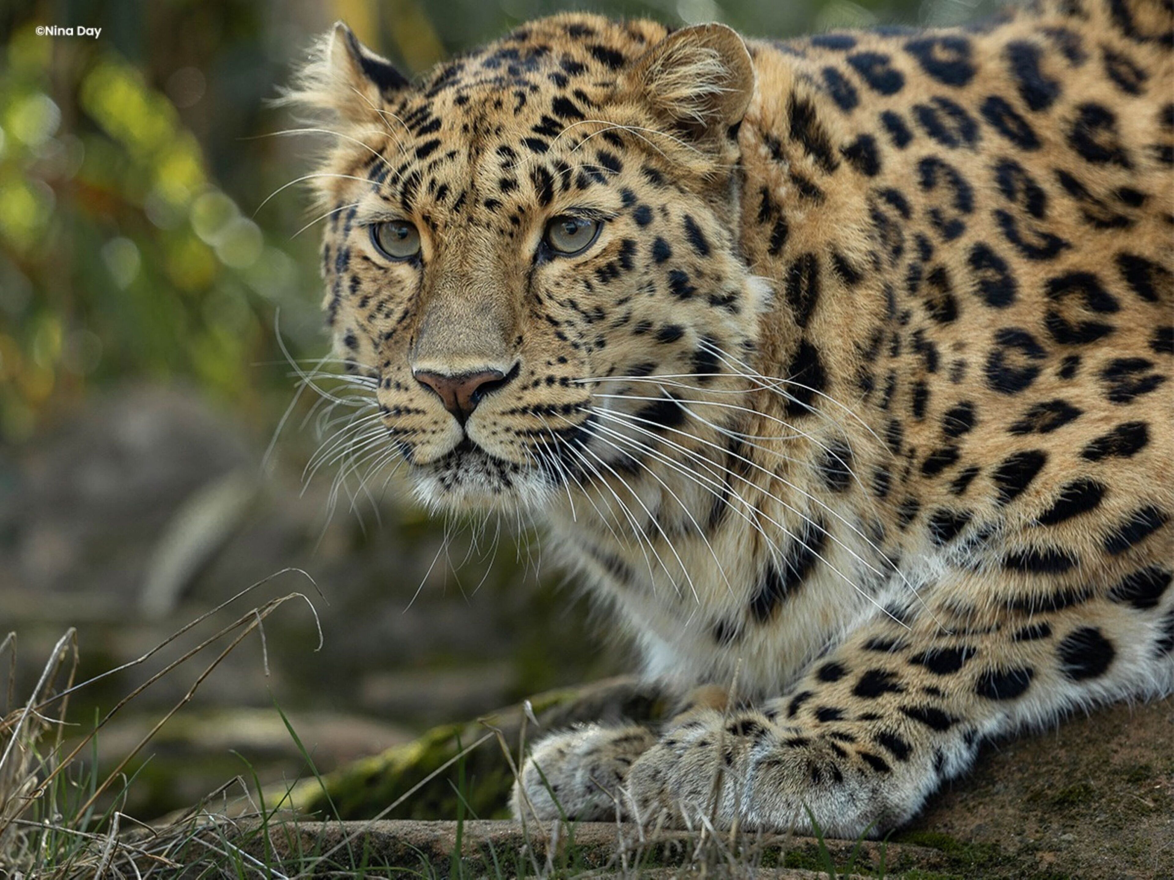 A leopard lying on the ground with a blurred green background.