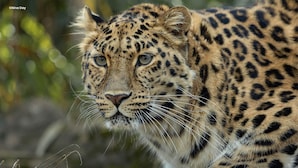 A leopard lying on the ground with a blurred green background. - Holiday Inn Express Colchester by IHG (Colchester)
