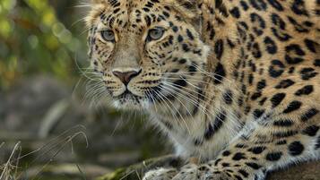 A leopard lying on the ground with a blurred green background.