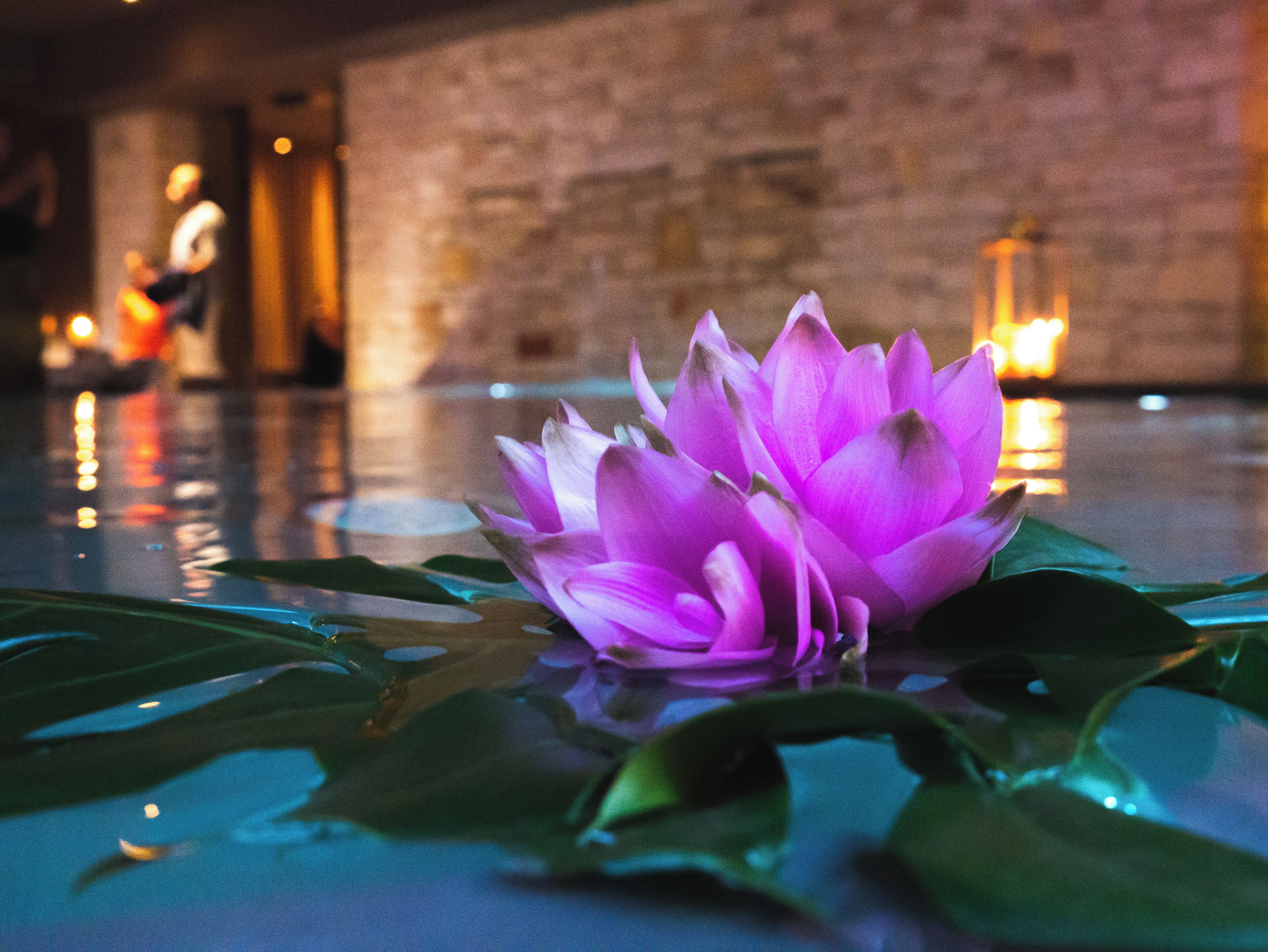 A lotus flower in water with a stone wall and candles in the background.