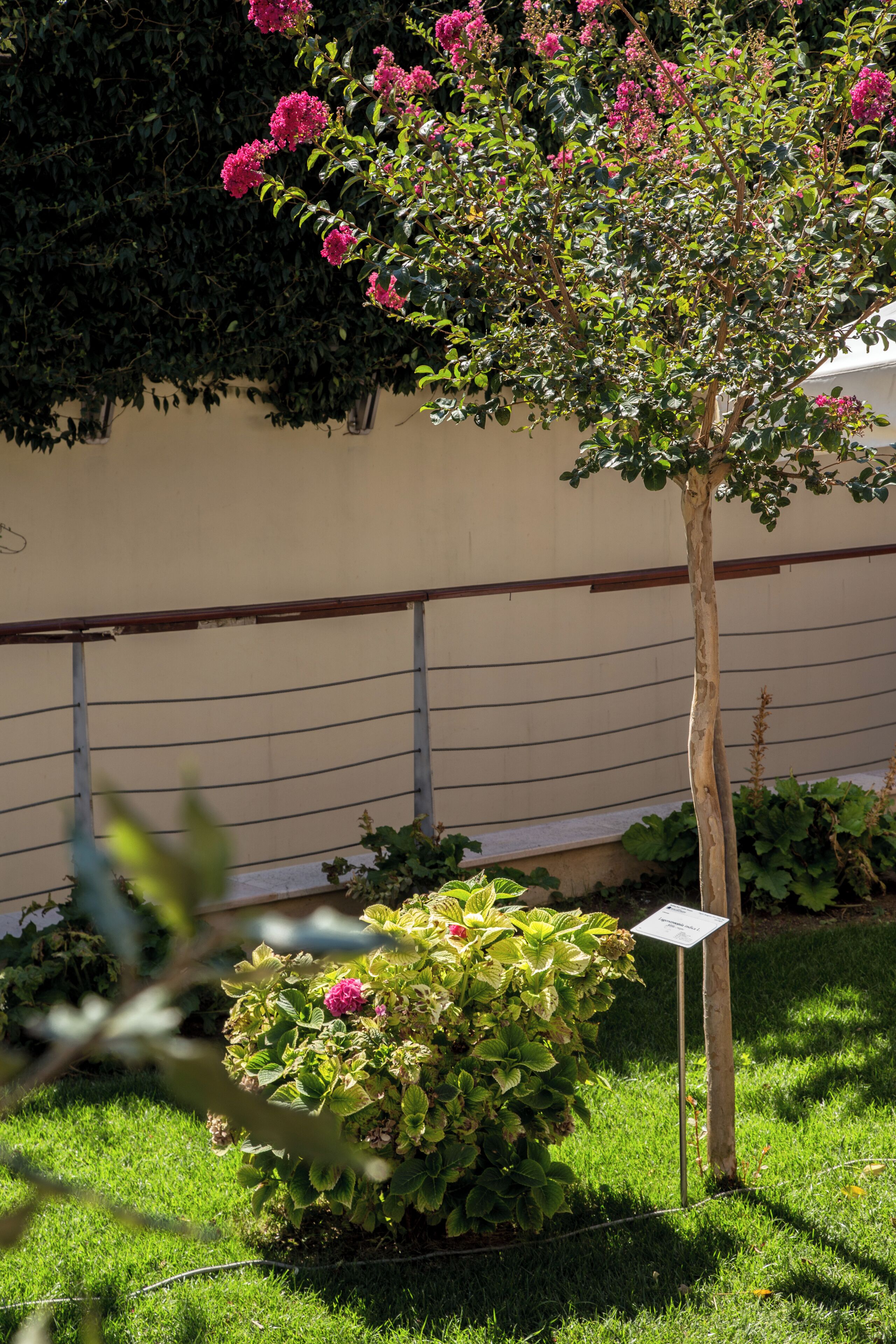 A garden with a tree bearing pink flowers and a signpost.