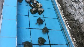 Een blauw betegeld gebied met verschillende schildpadden en stenen.
