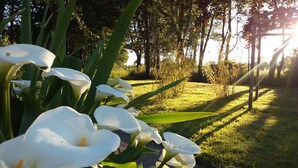 Un jardín con flores blancas y árboles.