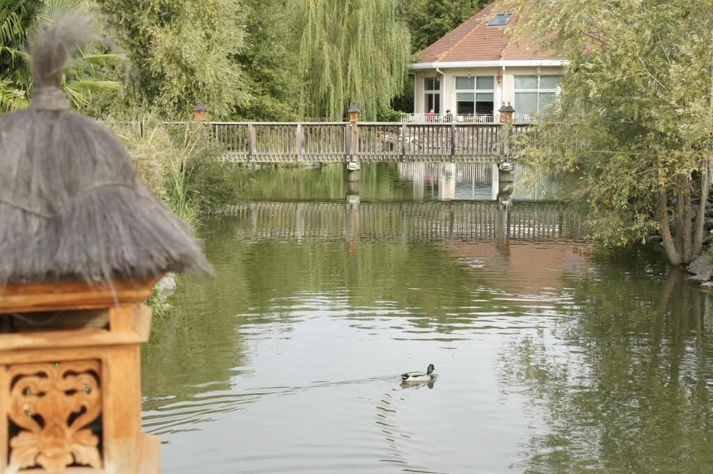 Un étang paisible où nage un canard, entouré d’arbres et avec une maison en arrière-plan.