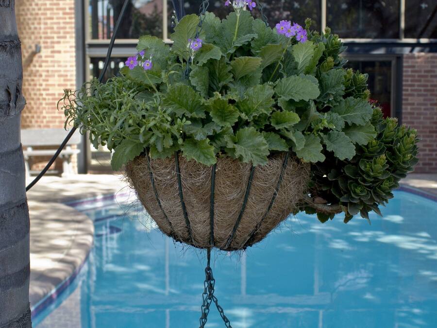 Jardim suspenso com diversas plantas e flores à beira de uma piscina.