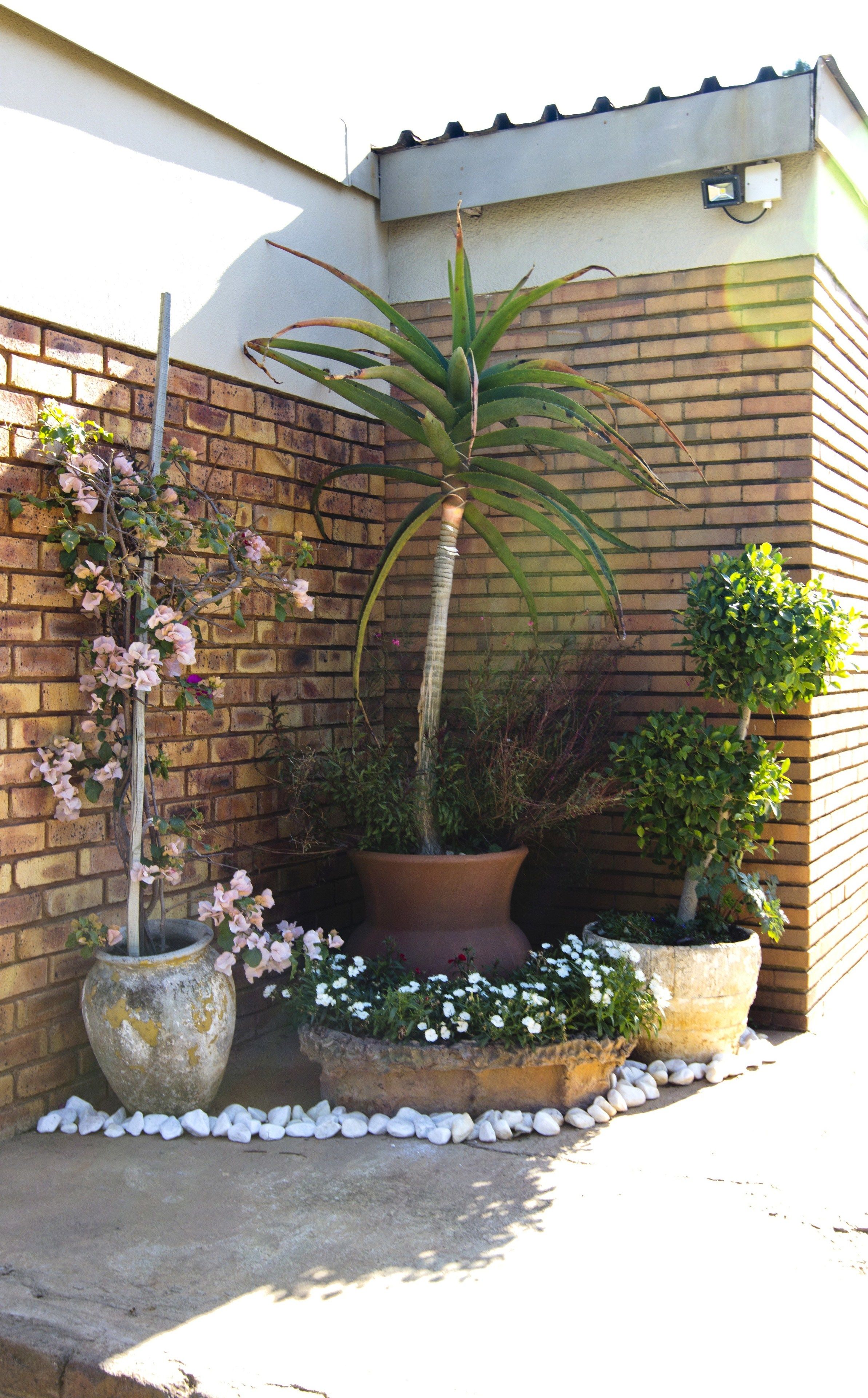 Un jardín con diversas plantas, entre ellas una palmera alta, un arbusto floreciente y varias macetas.