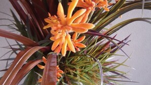 Une plante en pot avec des fleurs oranges et des feuilles vertes.