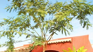 Un edificio rojo con un patio, rodeado de plantas diversas y una palmera.