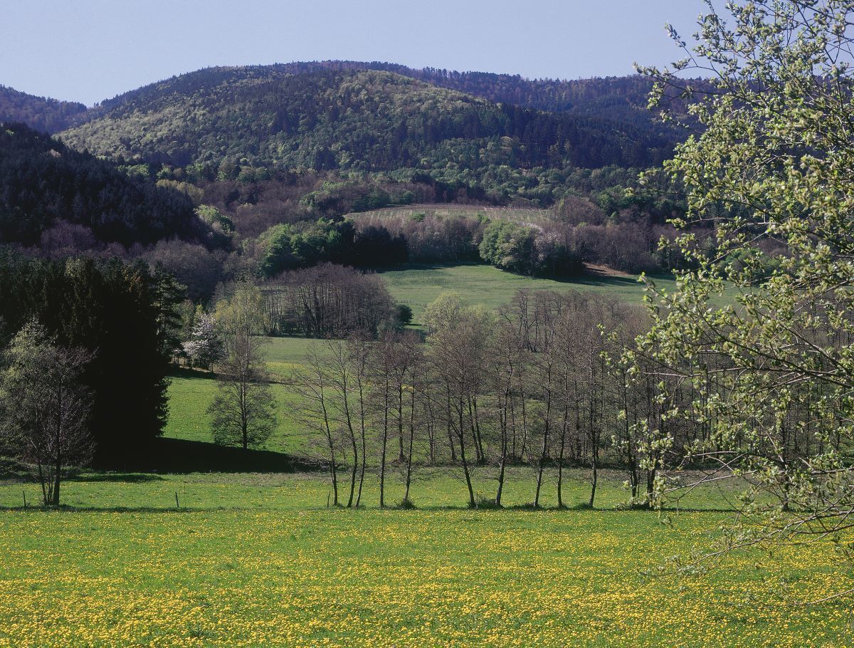 Paisaje rural con un campo de flores amarillas, una hilera de árboles y colinas onduladas al fondo.