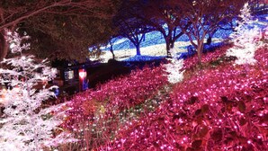 A night scene with illuminated trees and pathways, likely part of a holiday display. - KOKO STAY Sagamihara (Sagamihara)
