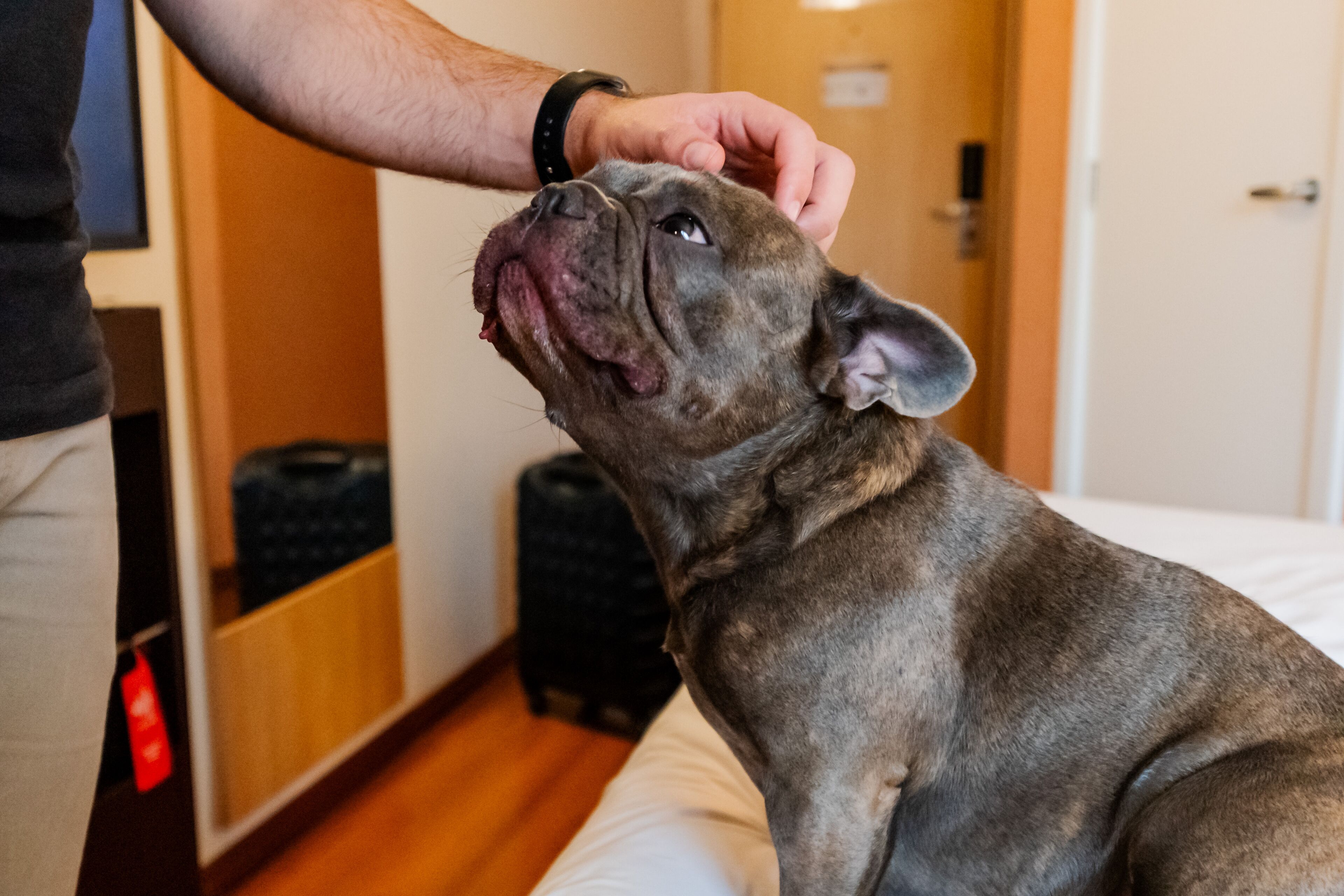 Un cane che viene accarezzato da una persona in una stanza con un letto e una valigia.