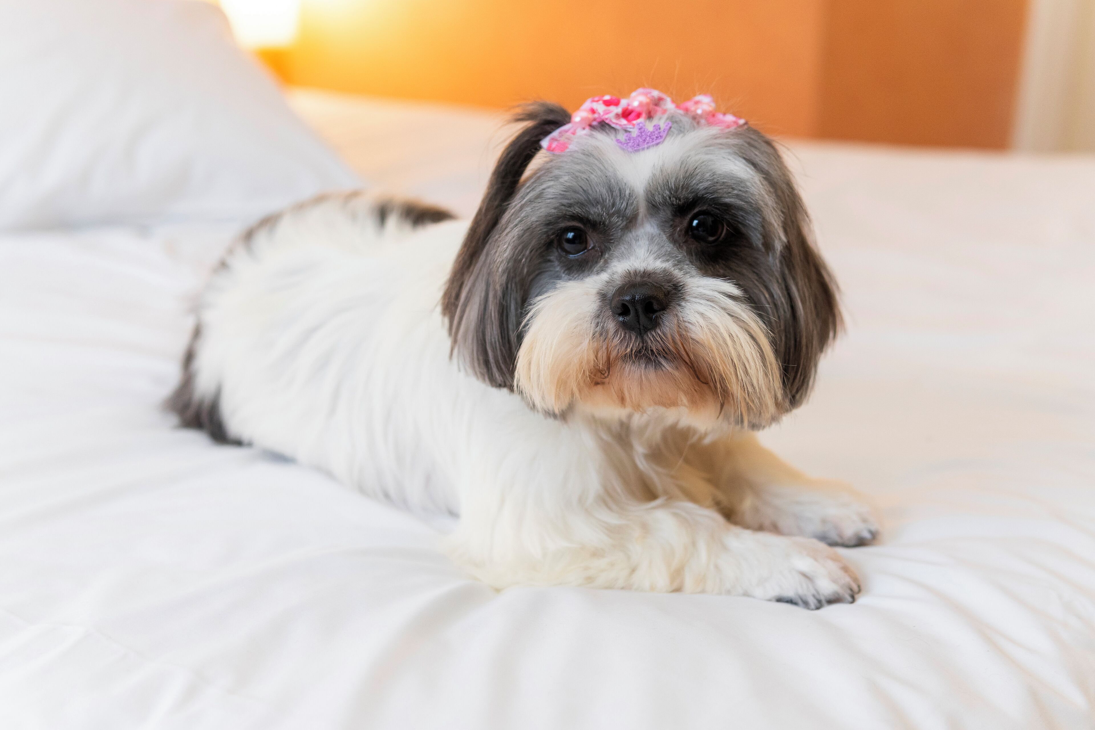 A dog lying on a bed with white bedding.