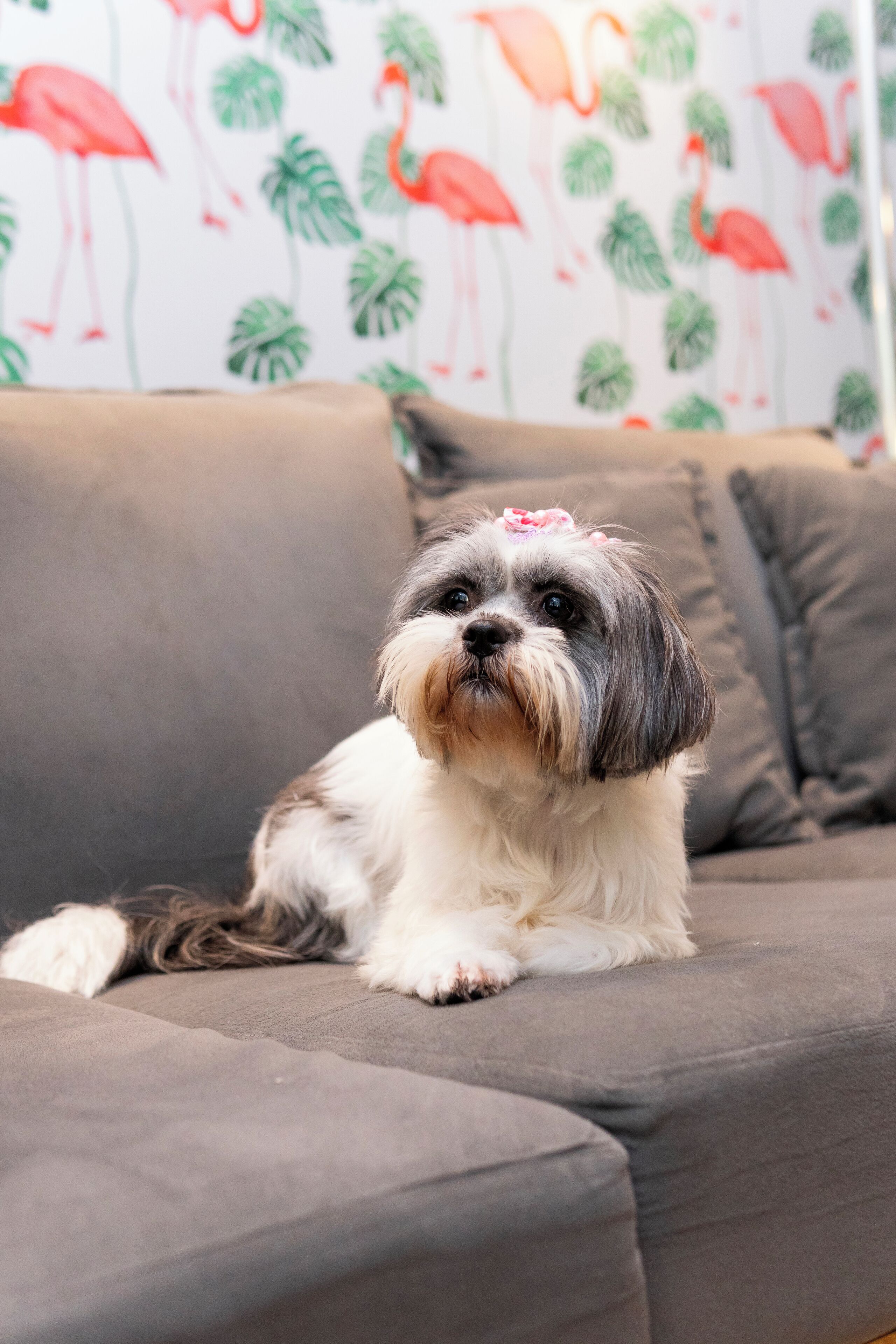 Um cão pequeno de pelagem branca e cinza deitado em um sofá cinza com papel de parede estampado com flores ao fundo.