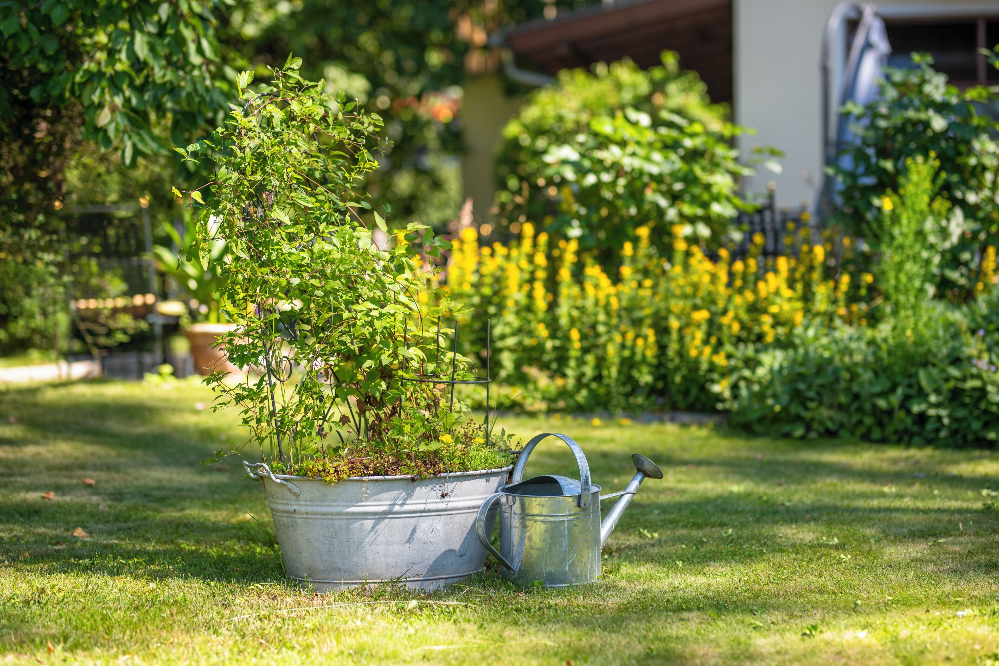 A garden with a metal watering can and a metal bucket with plants.