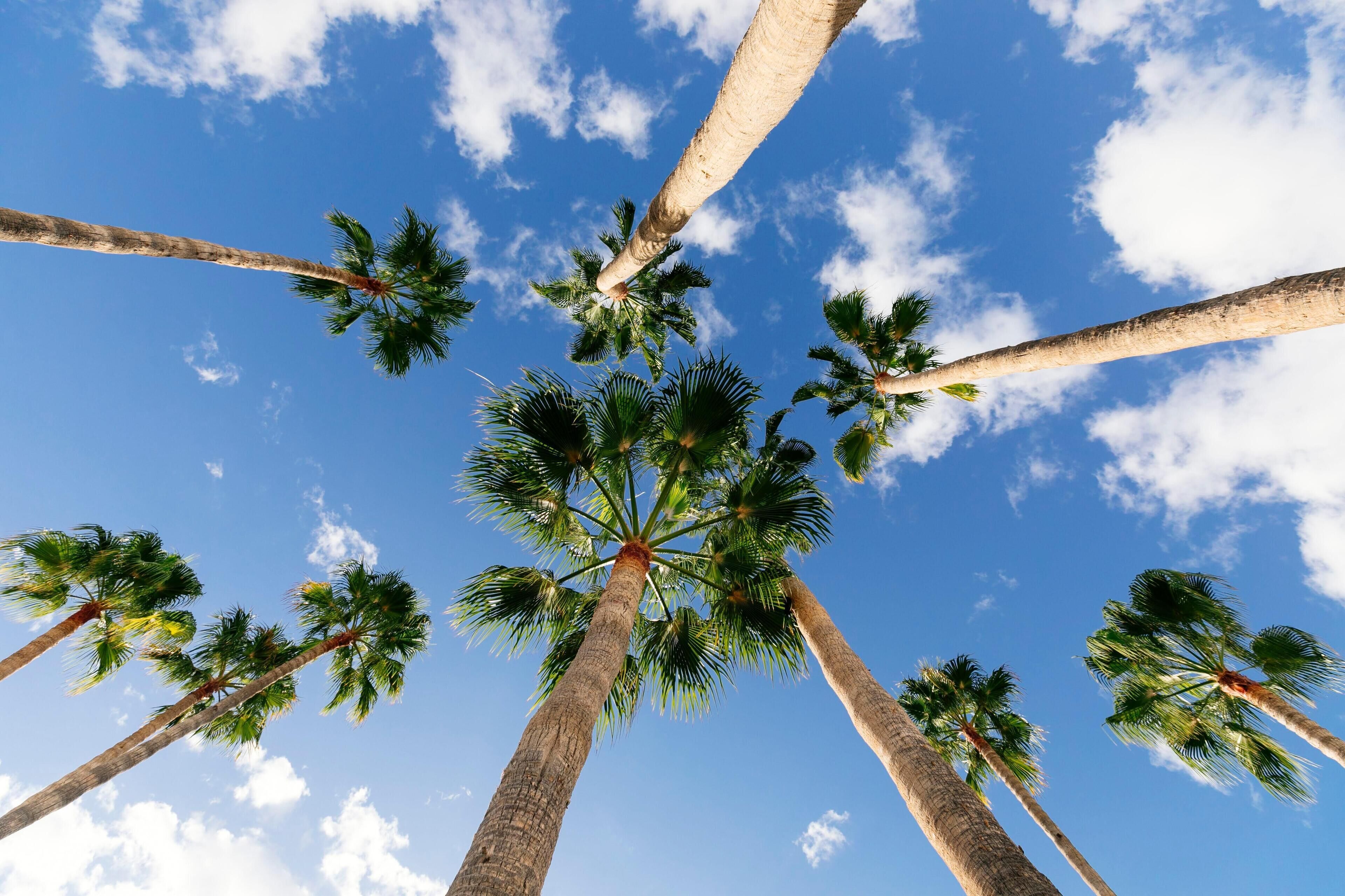 Photo - HD Parque Cristobal Tenerife