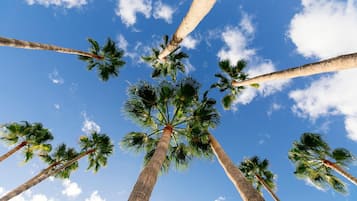 A view of tall palm trees against a clear blue sky with scattered clouds.