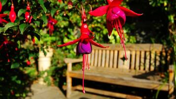 A bench in a garden with hanging red flowers.
