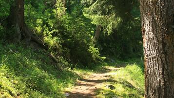 A forest trail with trees and greenery.