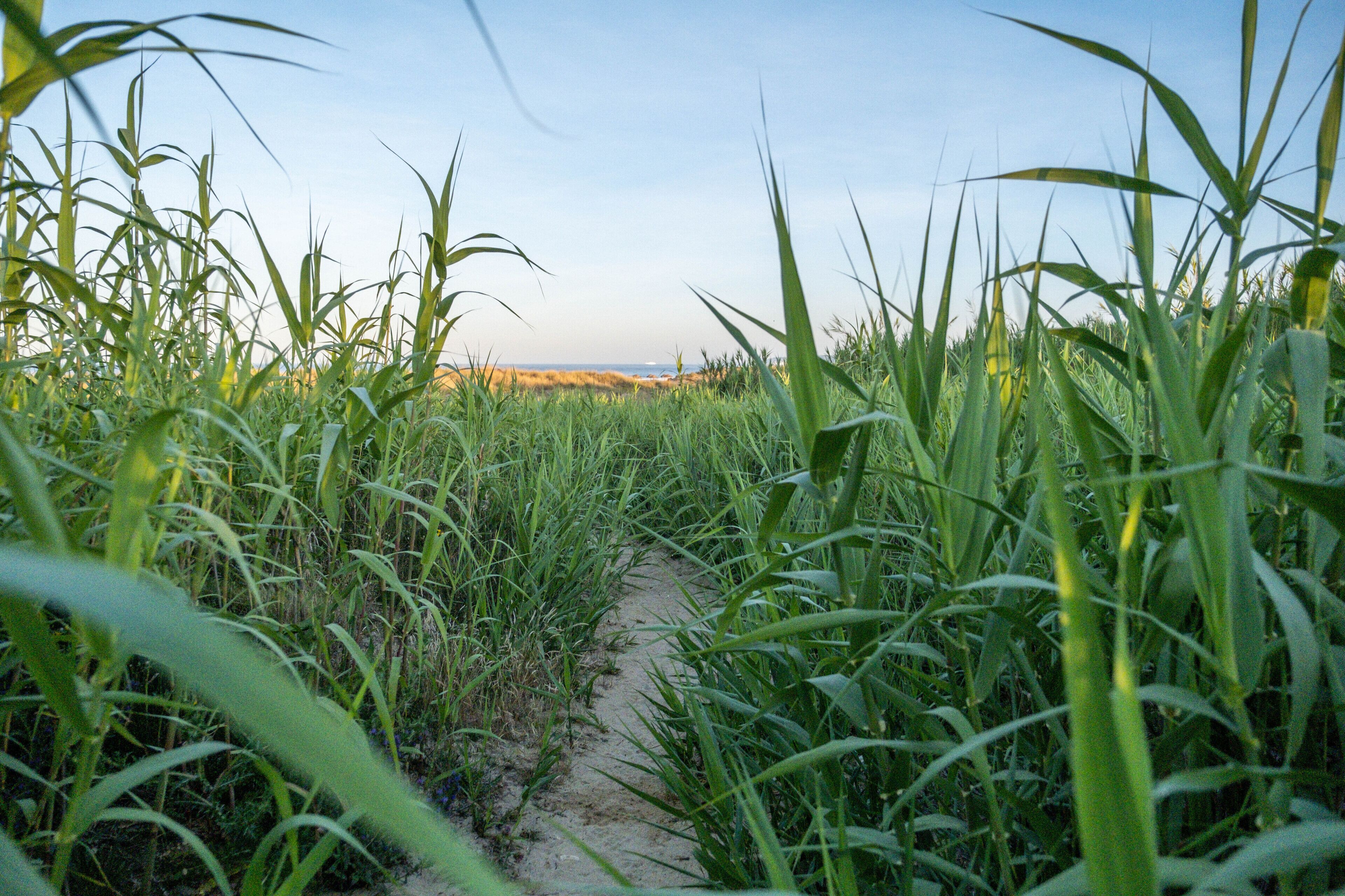 beach nearby, white sand, beach towels