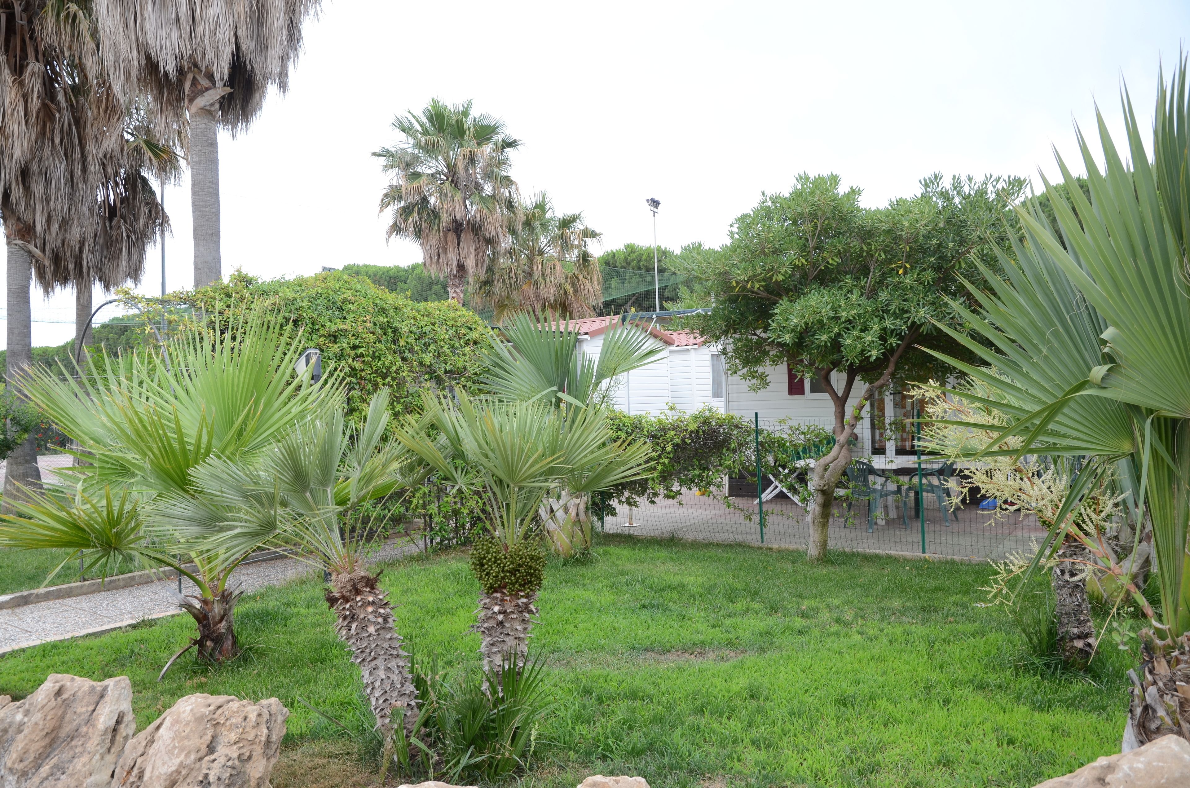 A garden with palm trees, a white building, and a fence.