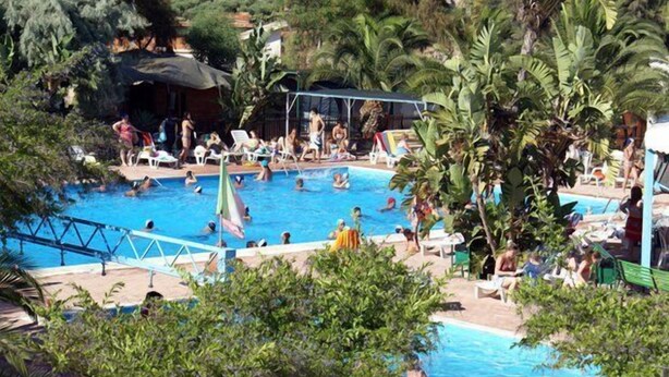 A swimming pool surrounded by palm trees and lounge chairs.