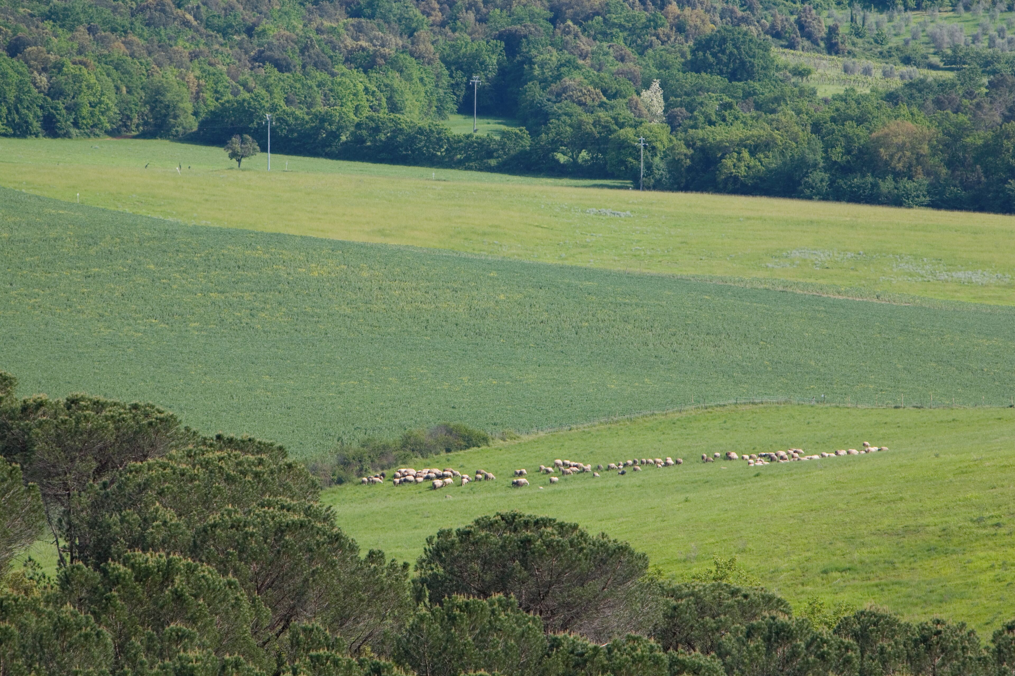 A wide, open field with a herd of sheep grazing.
