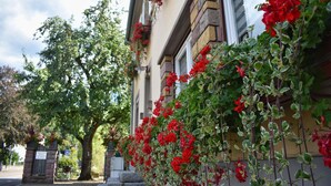 A building with a stone facade, red flowers climbing up the wall, and a tree to the left. - Hotel Deybach (Munster)