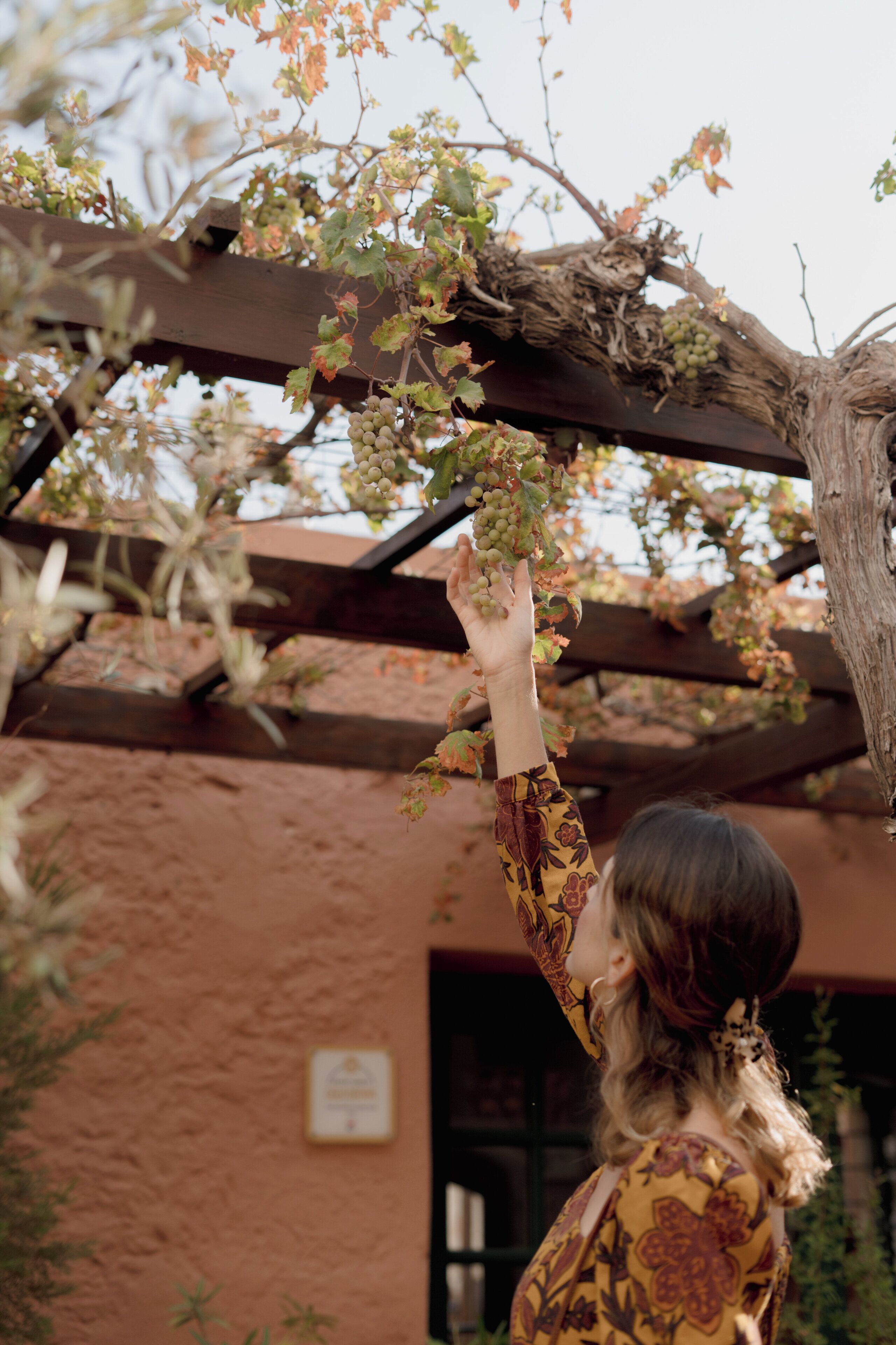 A person reaching up to a vine-covered pergola.