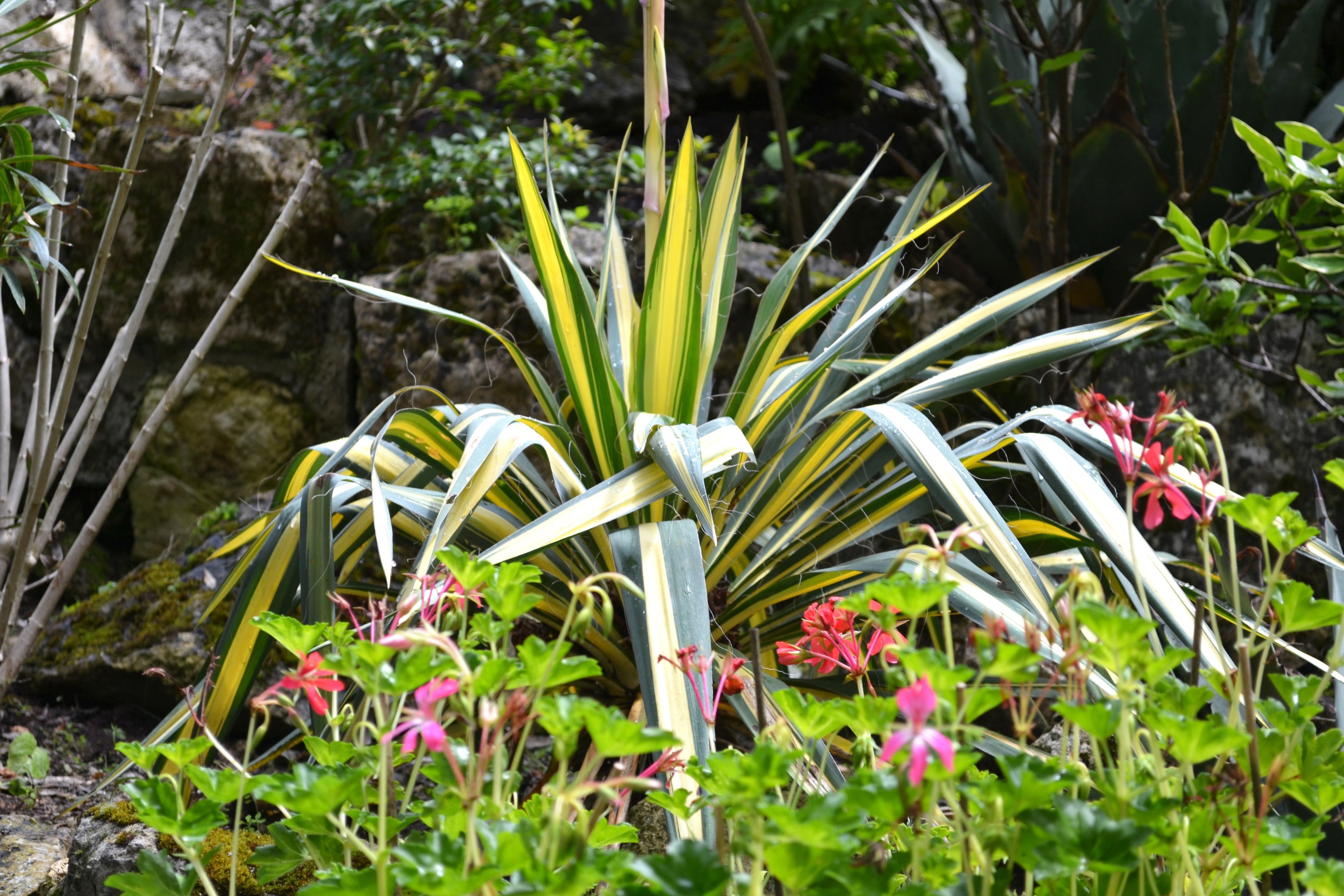 Un jardín con diversas plantas y flores, incluyendo una agave destacada con hojas largas y flores rosadas.