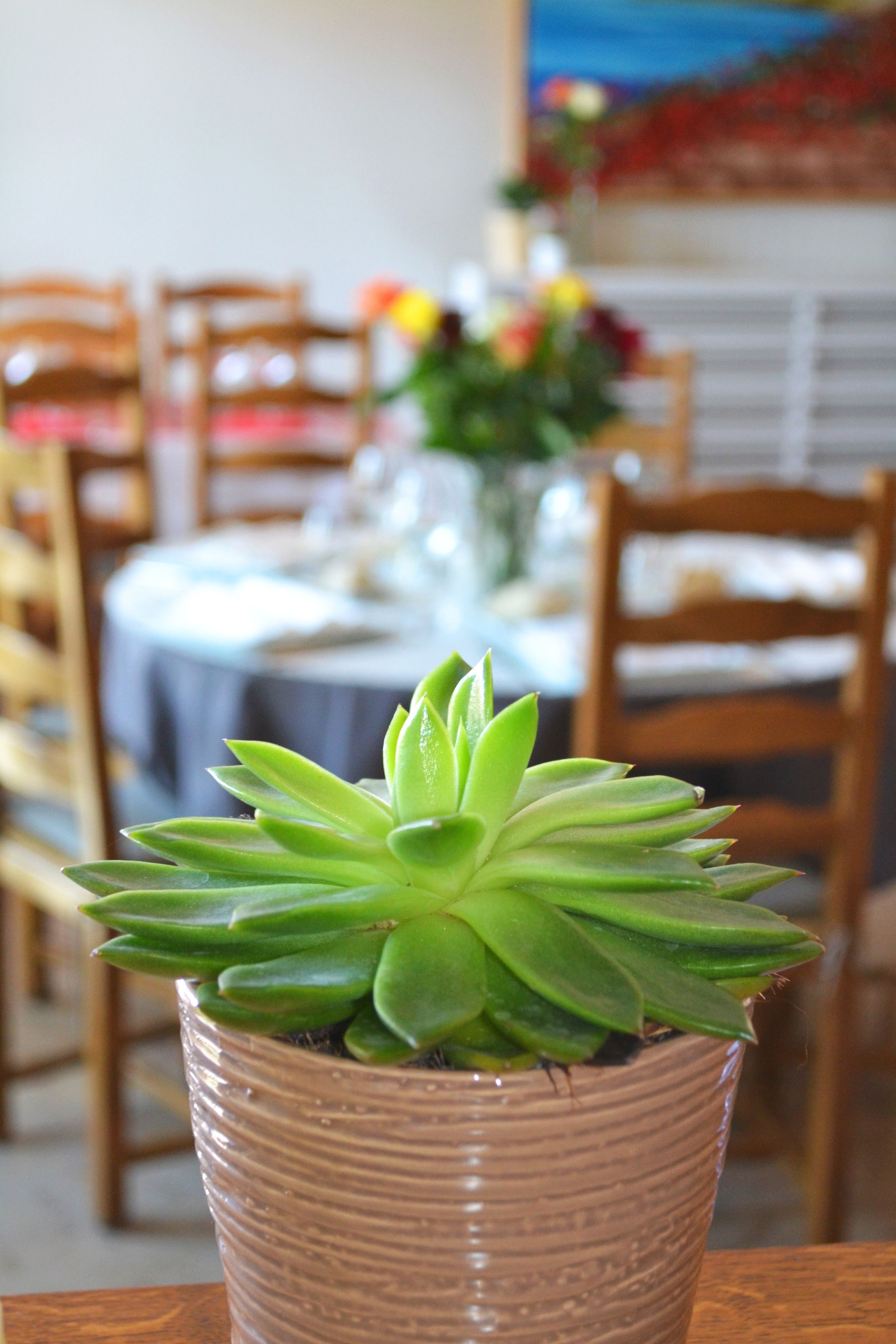 A potted succulent plant on a table with a dining area in the background.