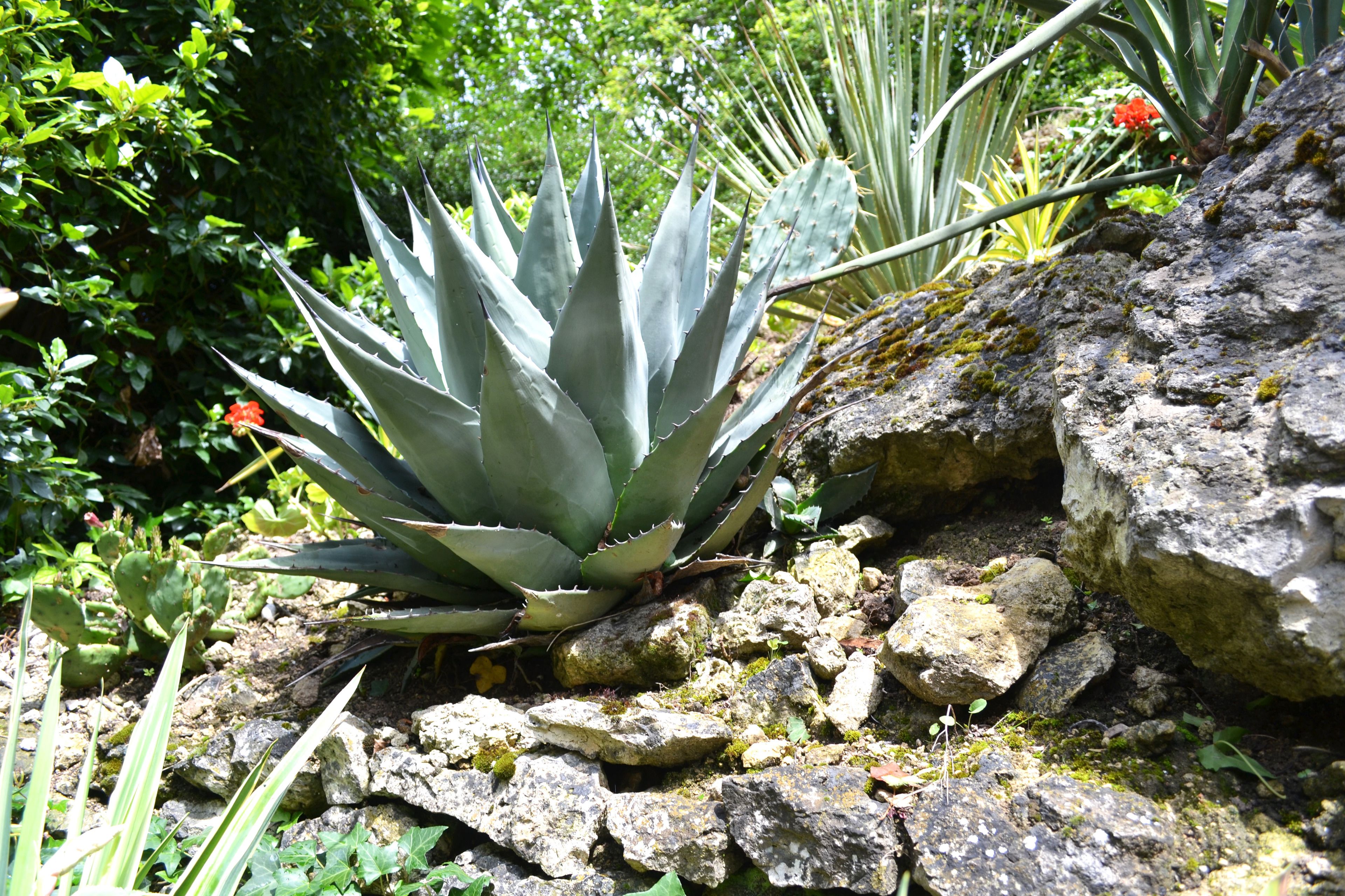 Una planta suculenta amb fulles gruixutes i espinoses en un jardí rocós.