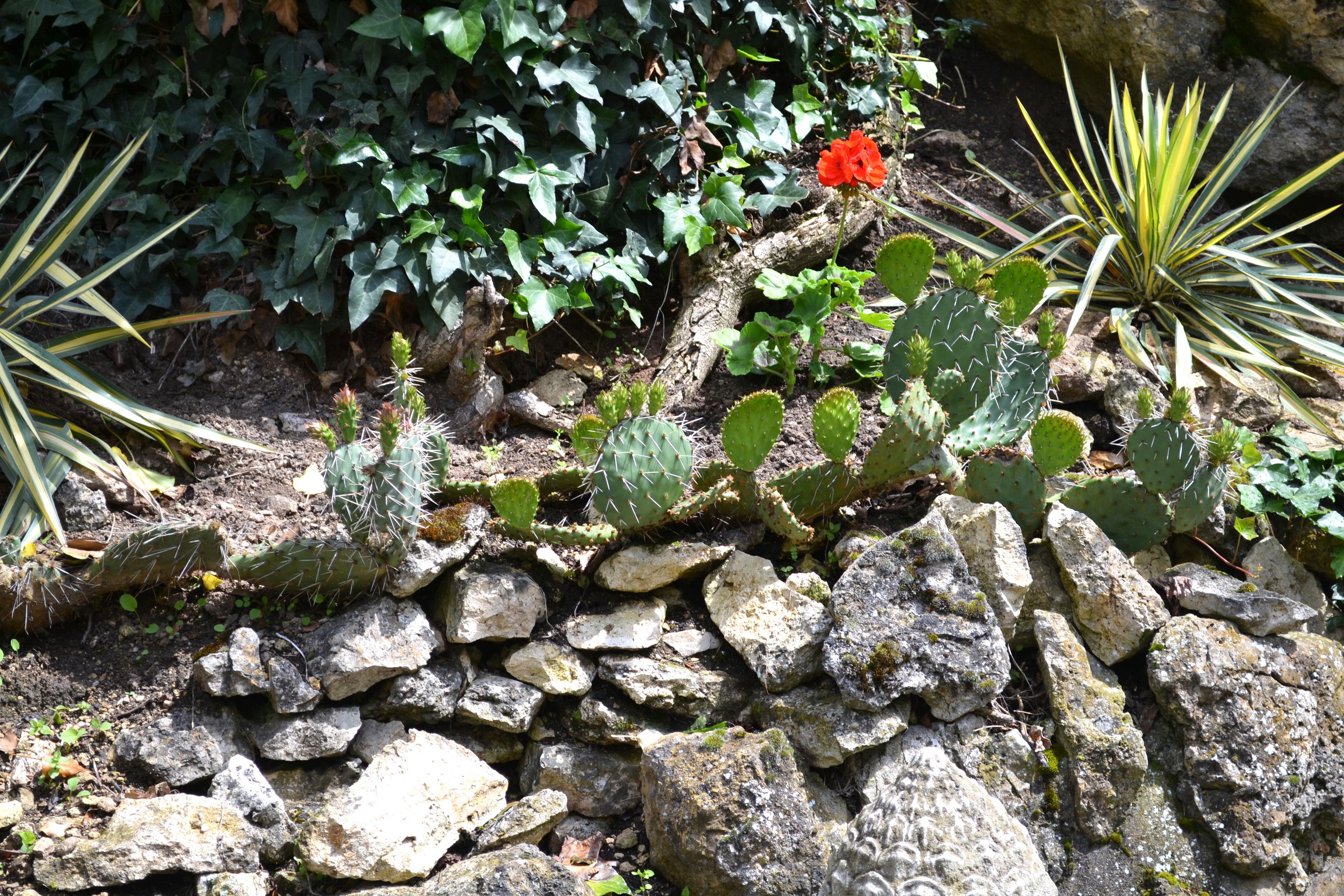 Un jardín rocoso con diversos cactus y suculentas, rodeado por un muro de piedra.