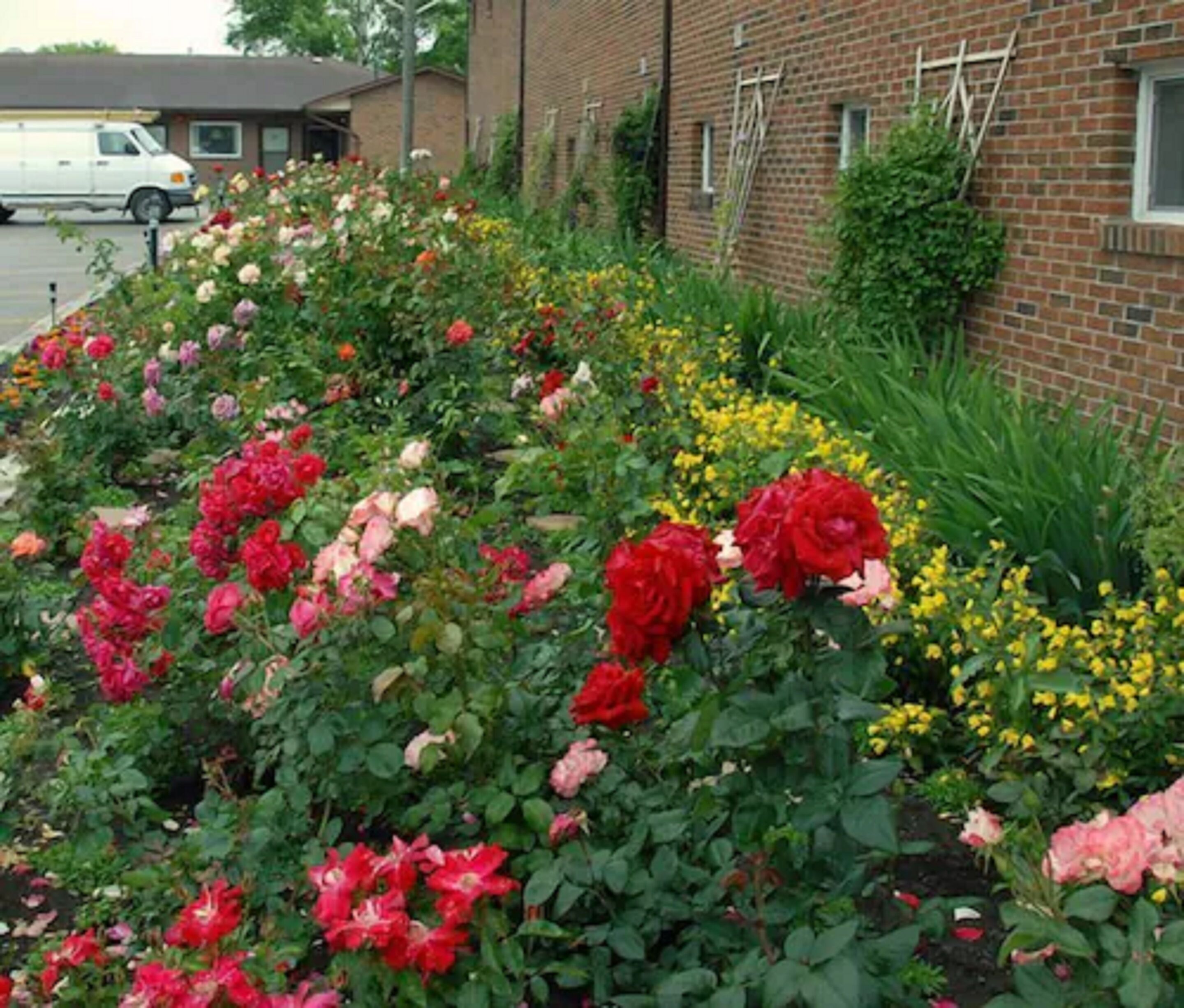 Un jardin où s’épanouit une grande variété de fleurs, notamment des roses, devant un bâtiment en briques.