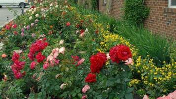 Un jardin où s’épanouit une grande variété de fleurs, notamment des roses, devant un bâtiment en briques.