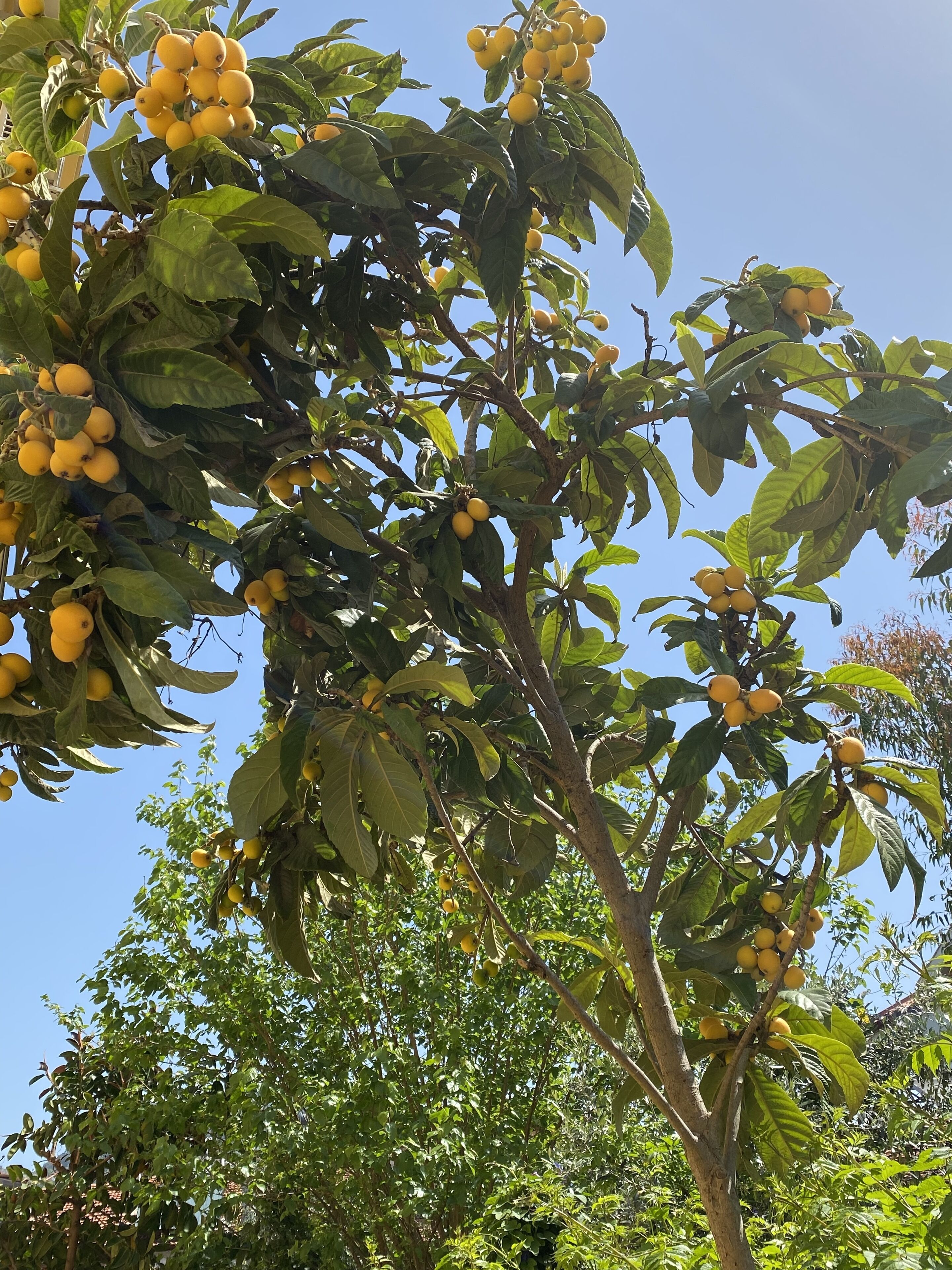 Un árbol con racimos de frutos amarillos y follaje verde denso contra un cielo azul despejado.