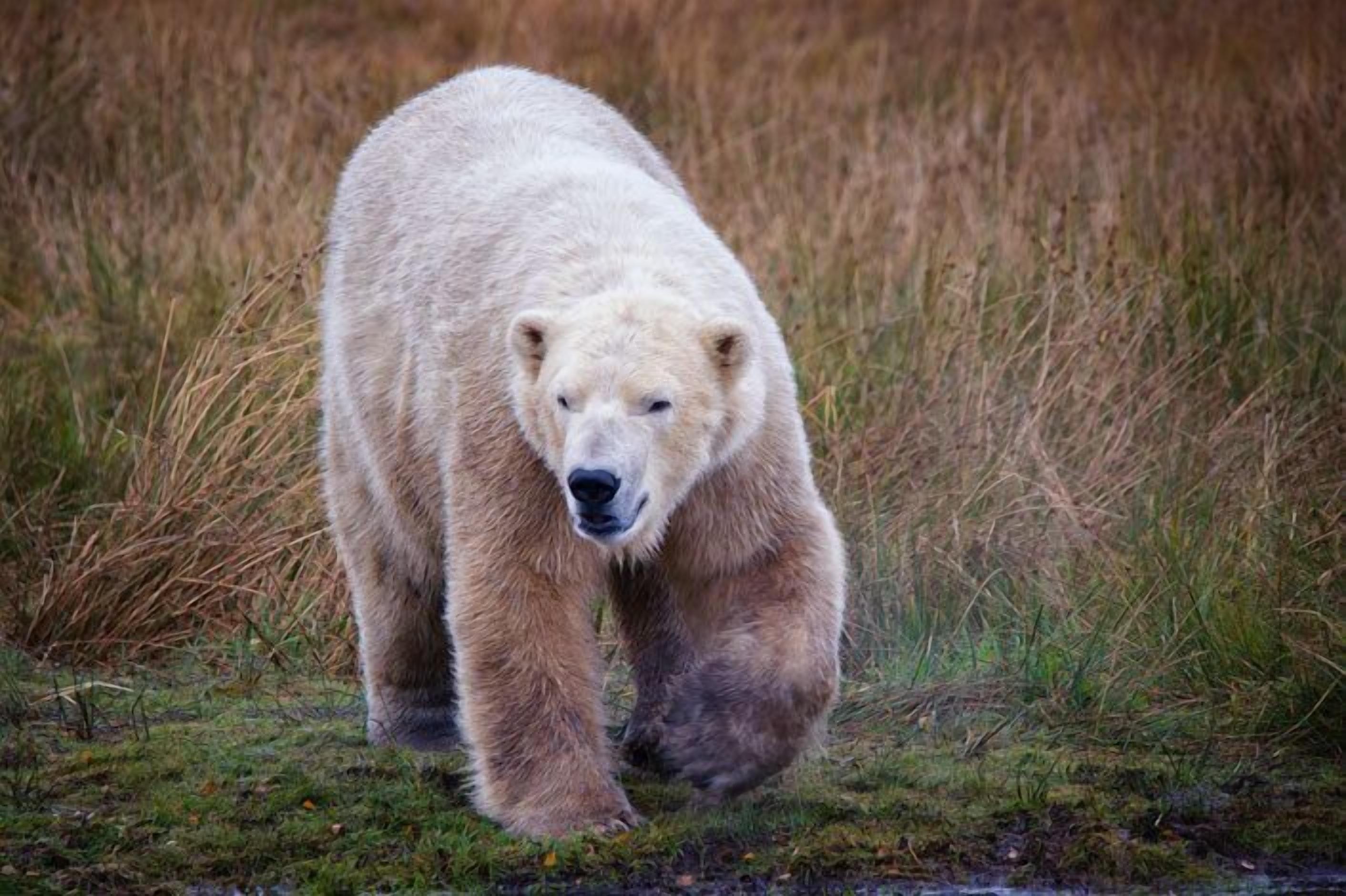 Ein Eisbär durchquert ein grünes Grasfeld.