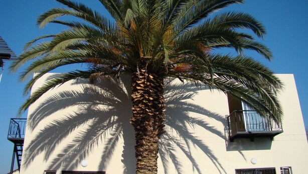 A tall palm tree in front of a building with balconies and barred windows.